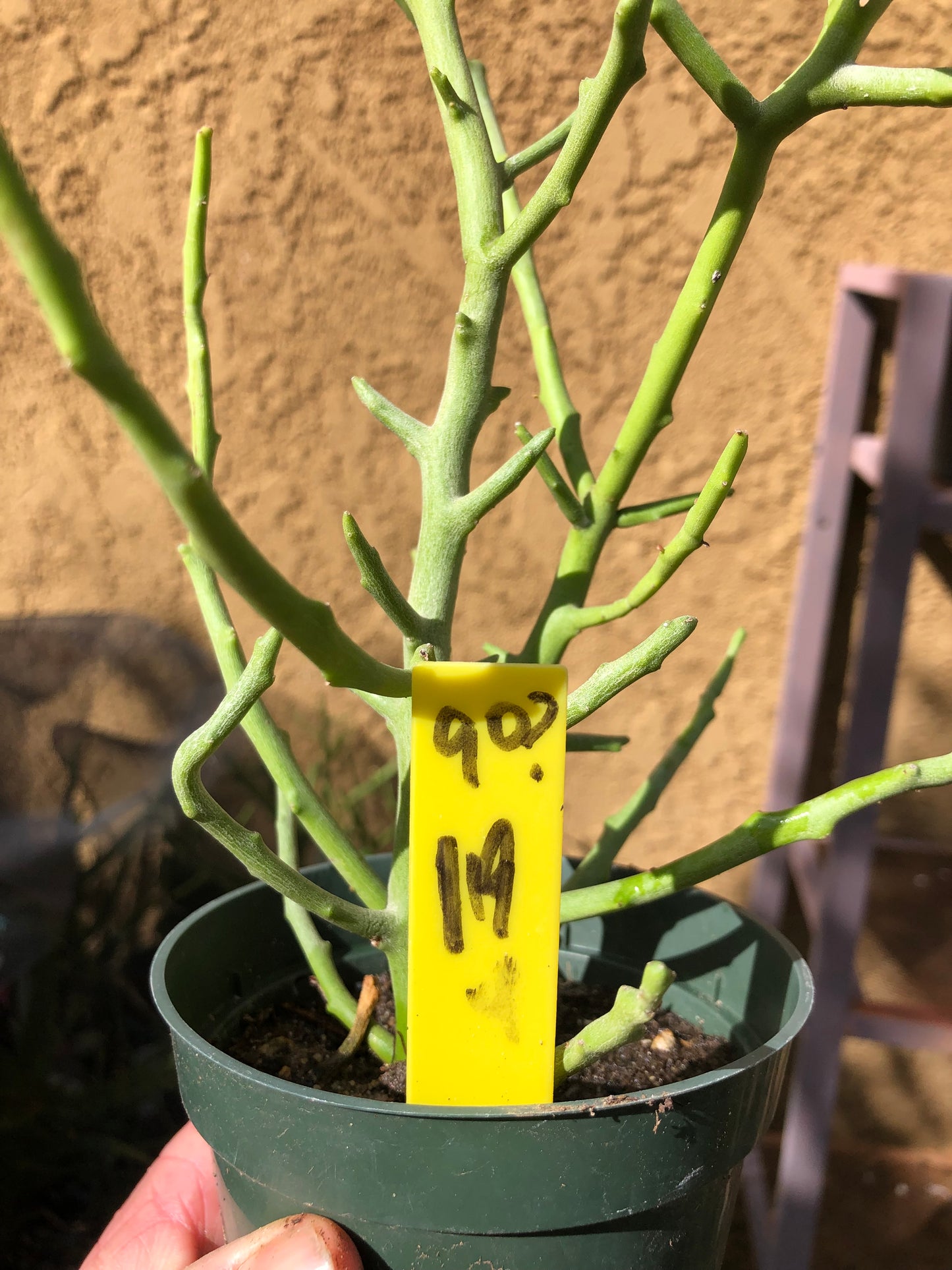 Euphorbia Tirucalli Briar Patch 19”Tall #90Y
