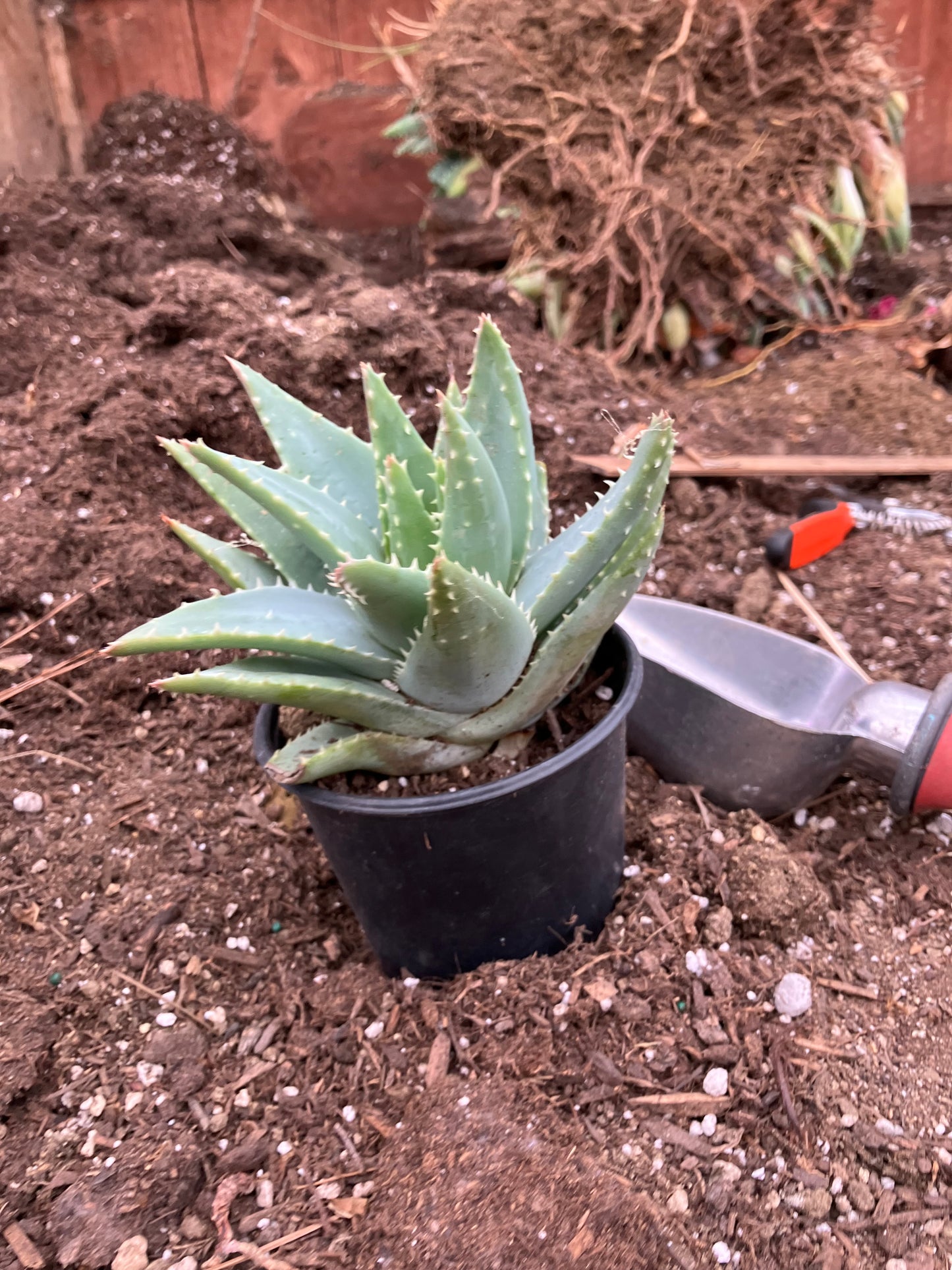 Aloe Brevifolia Short Leaf Aloe  Succulent 5" Wide #91G