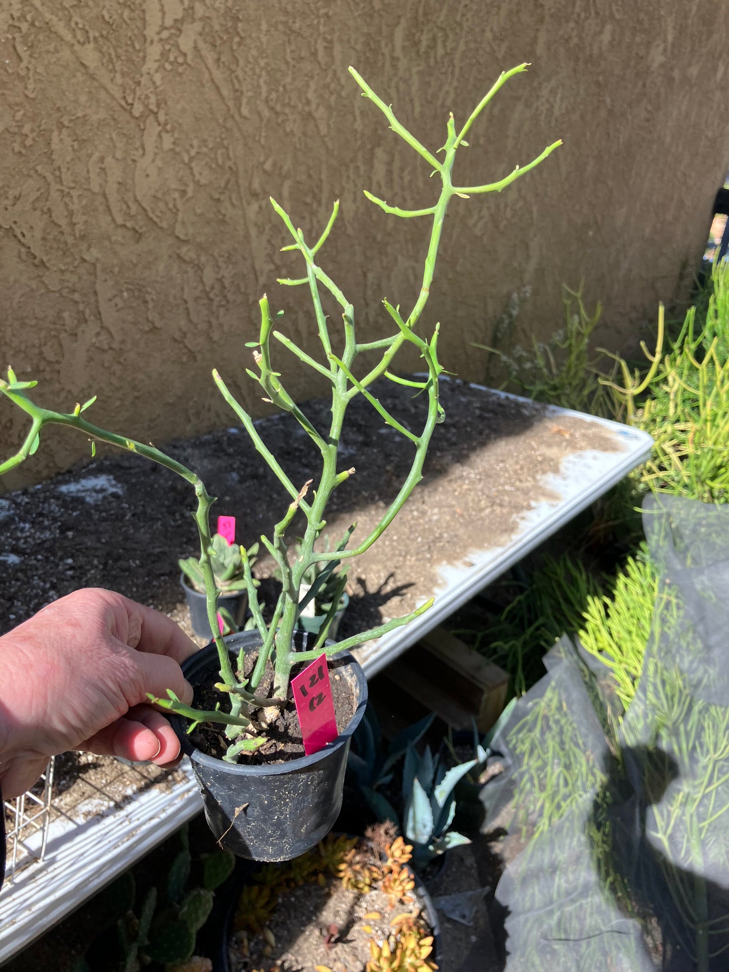 Euphorbia Tirucalli Briar Patch 12”Tall #121P