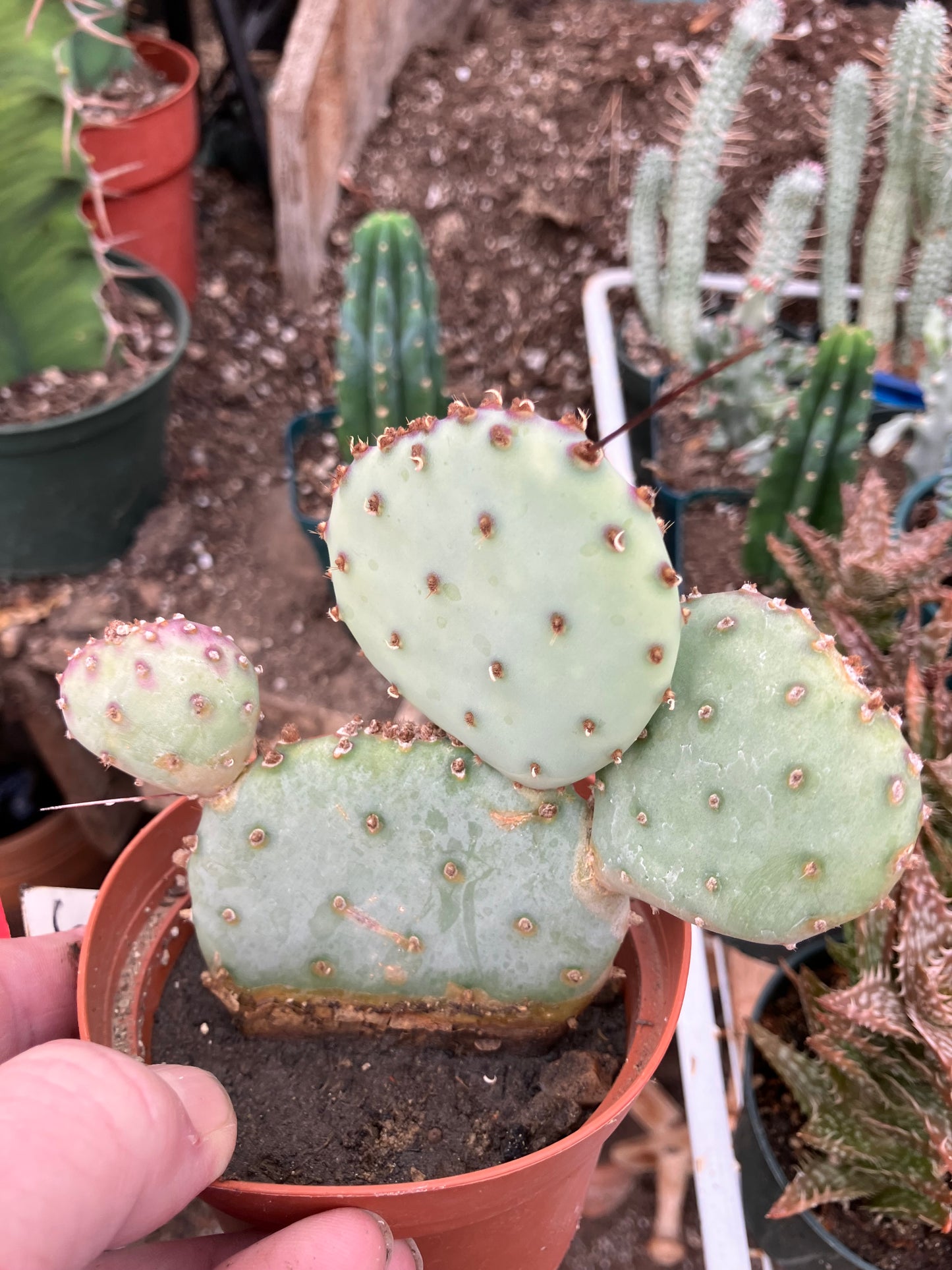 Opuntia Santa Rita Purple Prickly Pear 4”Tall #3R