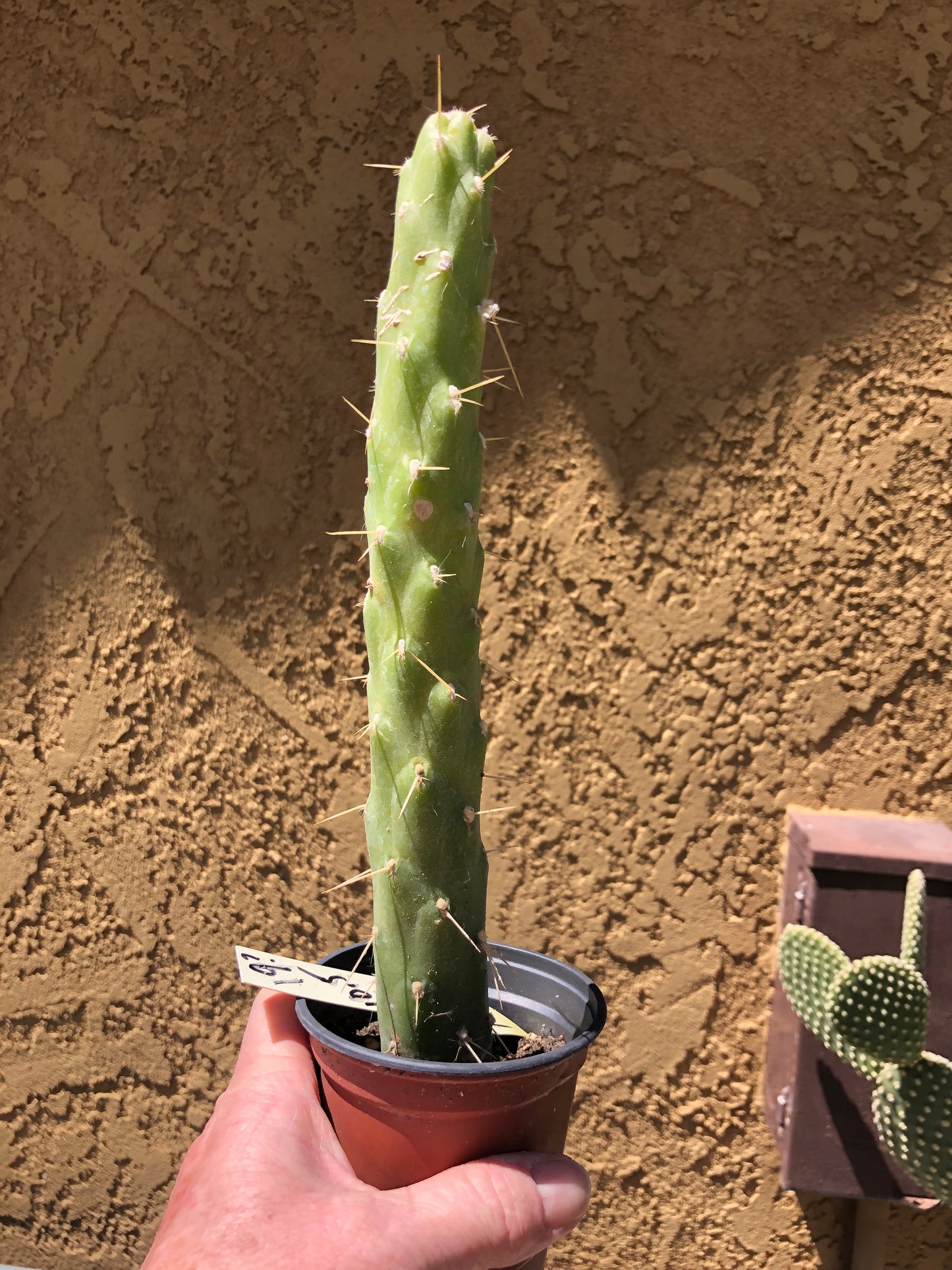 Austrocylindropuntia Full Size Eve's Needle 10.5"Tall #19Y