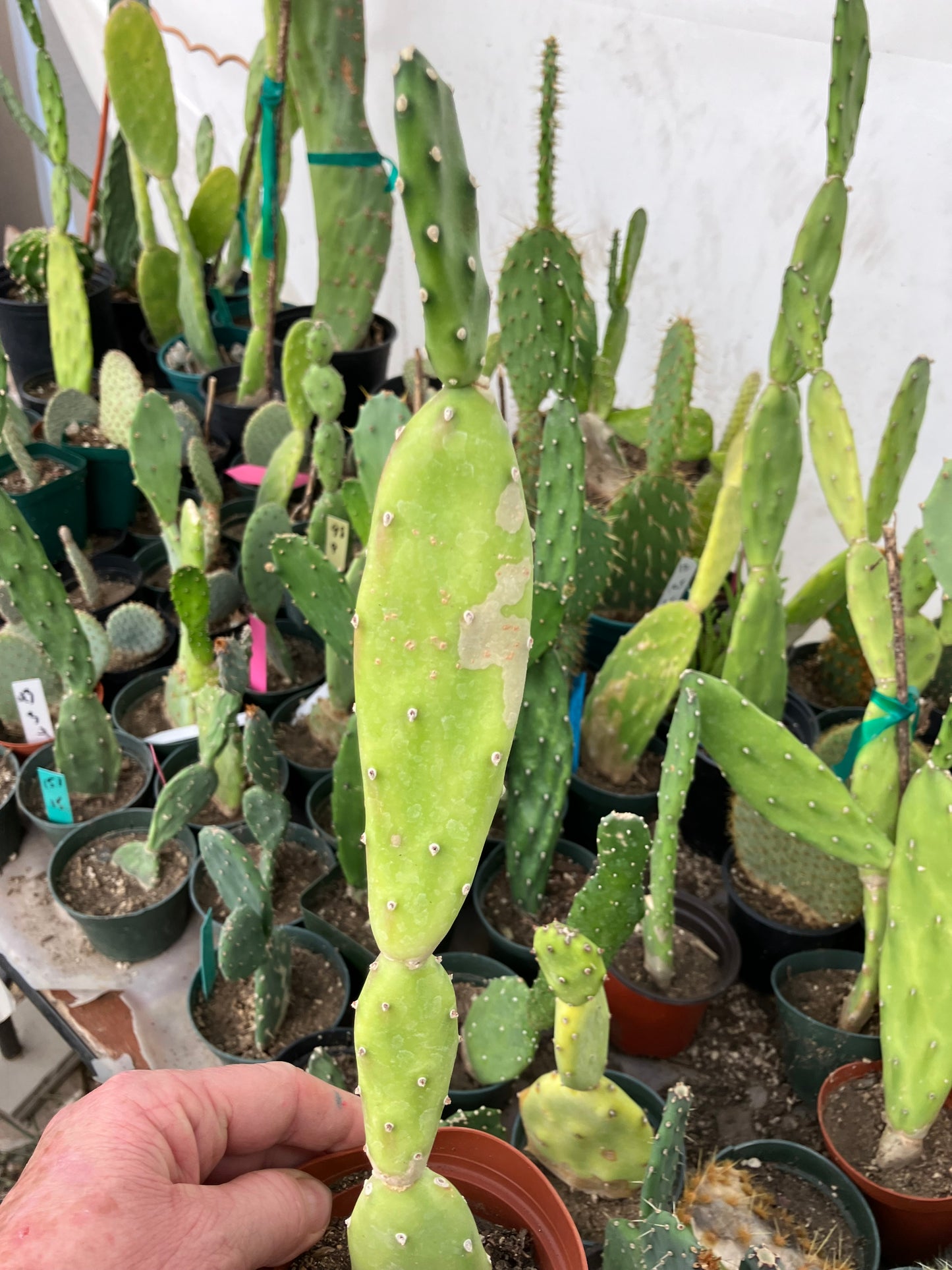 Opuntia canterae elata Ground Crawler 12"Tall #112B