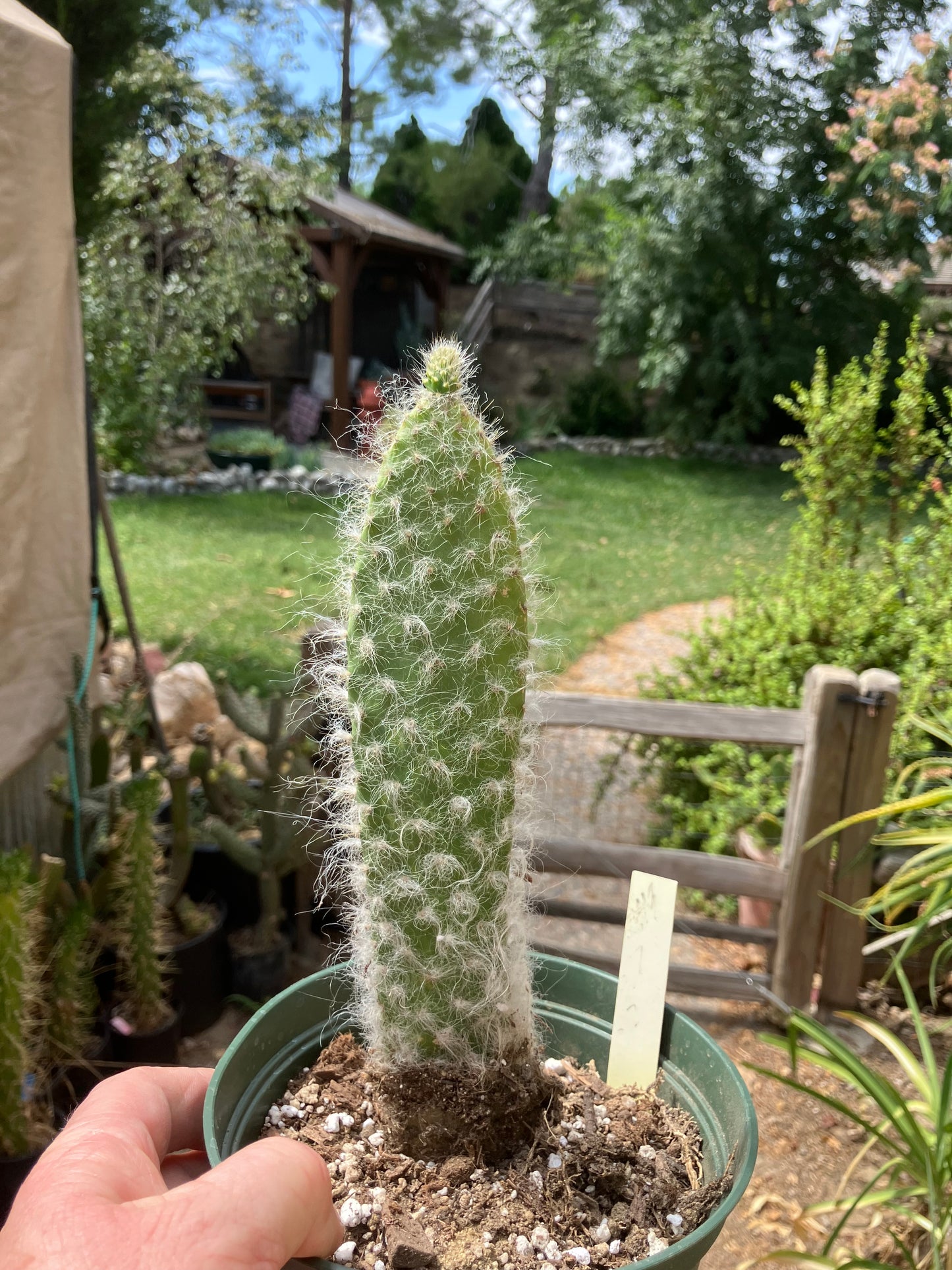 Opuntia erinacea ursine Snow Ponytail Cactus 8”Tall #89W