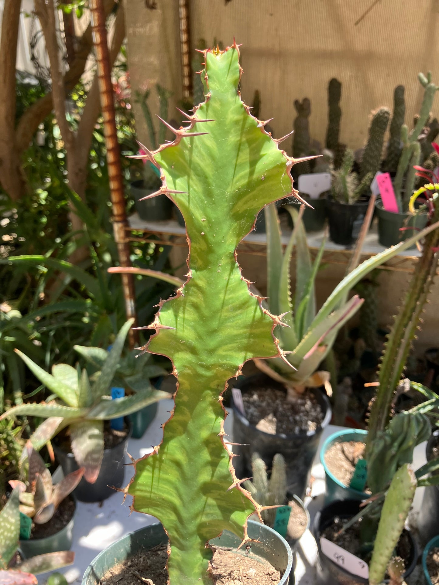Euphorbia pseudocactus Zig Zag 10”Tall #5W