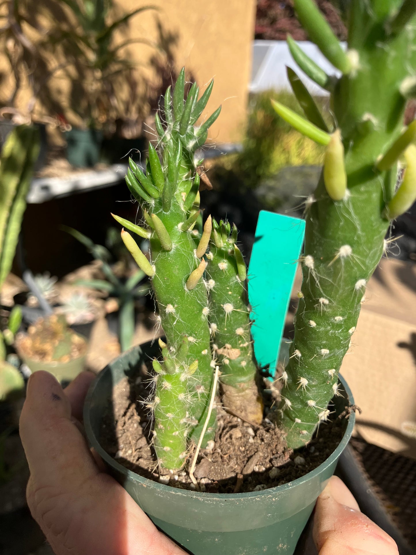 Austrocylindropuntia Cactus Gumbi Mini Eve's Needle 5"Tall #600G