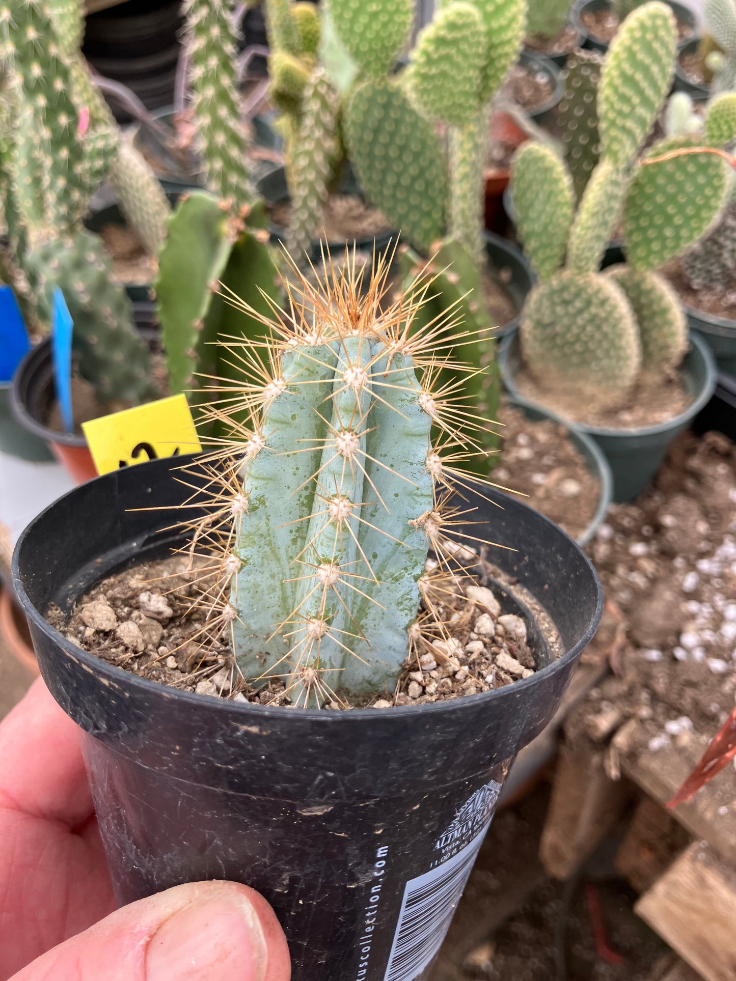 Pilosocereus Blue Azureus 2"Tall #12Y