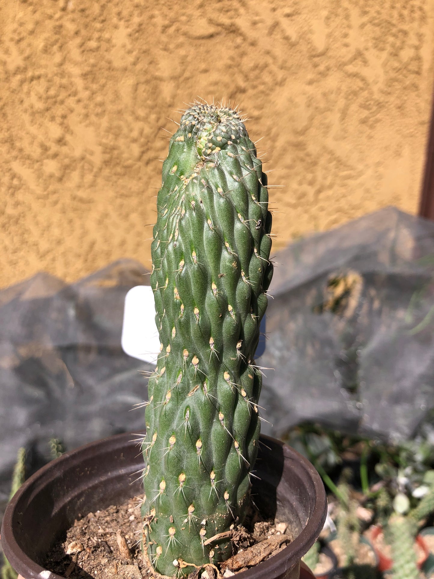 Cylindropuntia fulgida Cholla Boxing Glove Cactus Crest 3"Tall #W