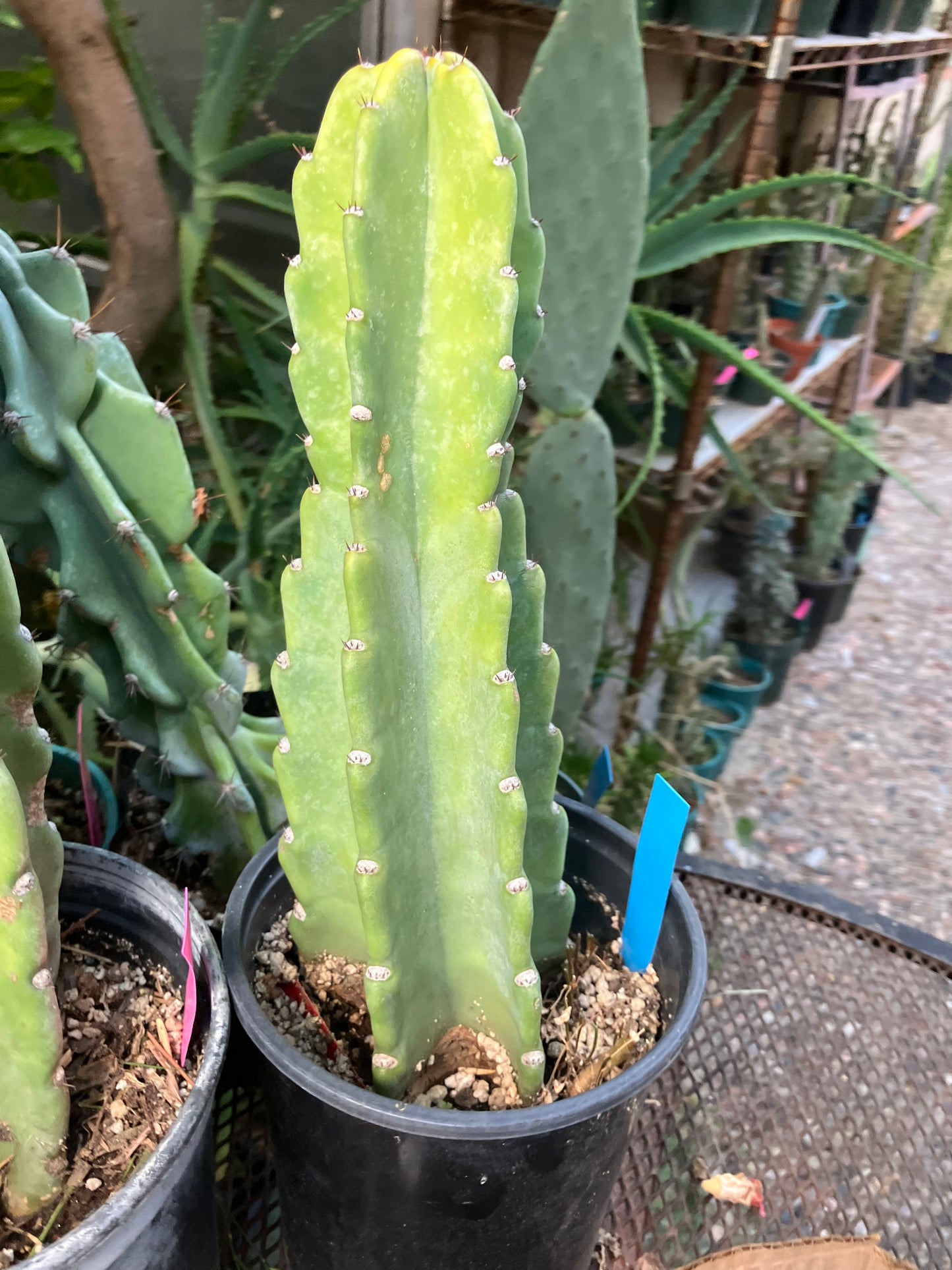 Cereus Peruvianus Night Blooming 12"Tall #012B