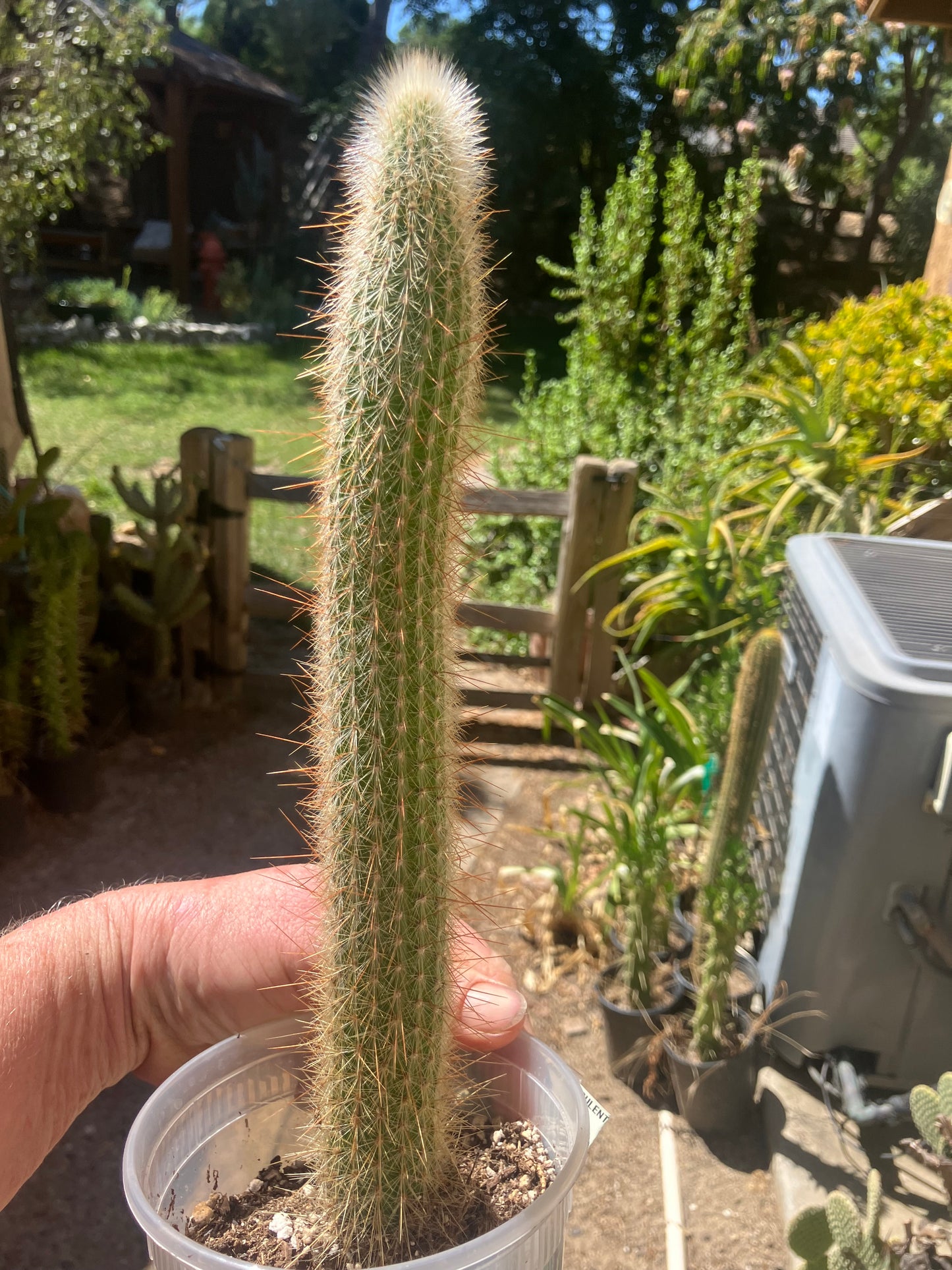 Cleistocactus Strausii Silver Torch Cactus 12”Tall #2W