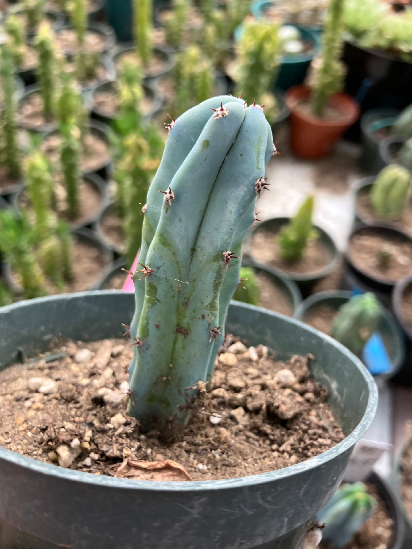 Myrtillocactus geometrizans Blue Myrtle Cactus 3"Tall #32P