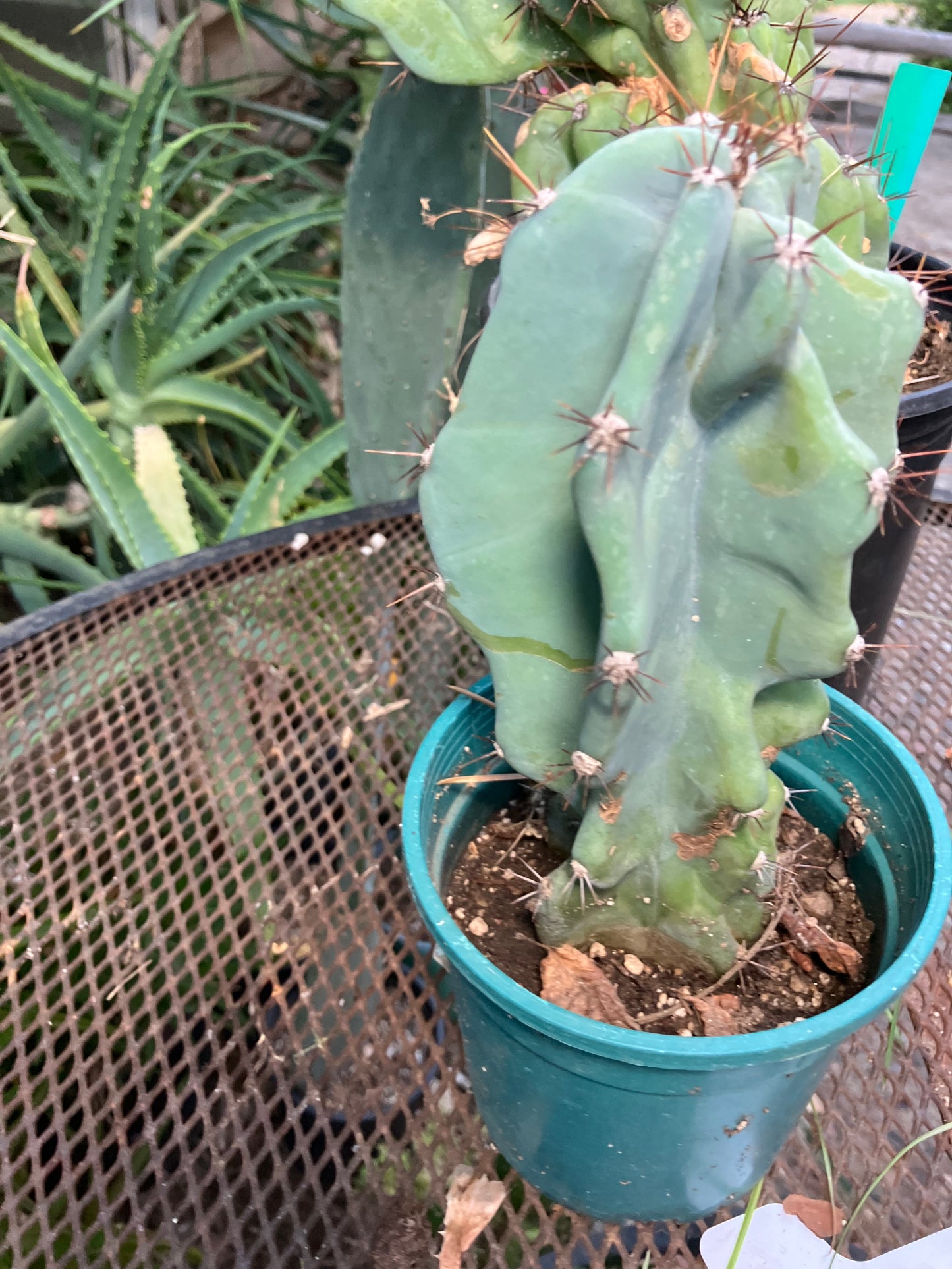 Cereus Peruvianus Monstrose Night Blooming 8”Tall #97Y