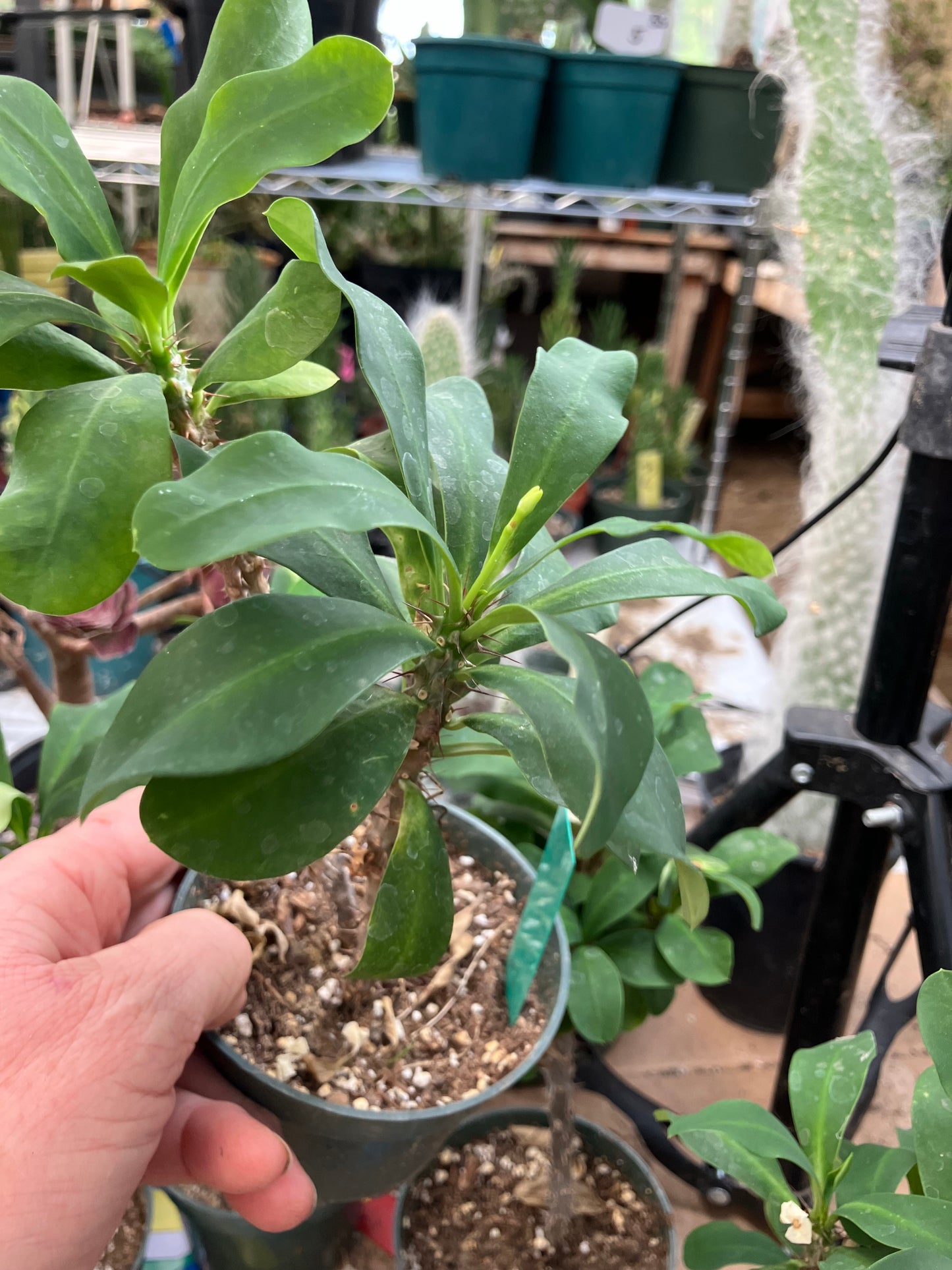 Euphorbia milii White Crown of Thorns No Roots Yet  9"Tall 7" Wide #97G