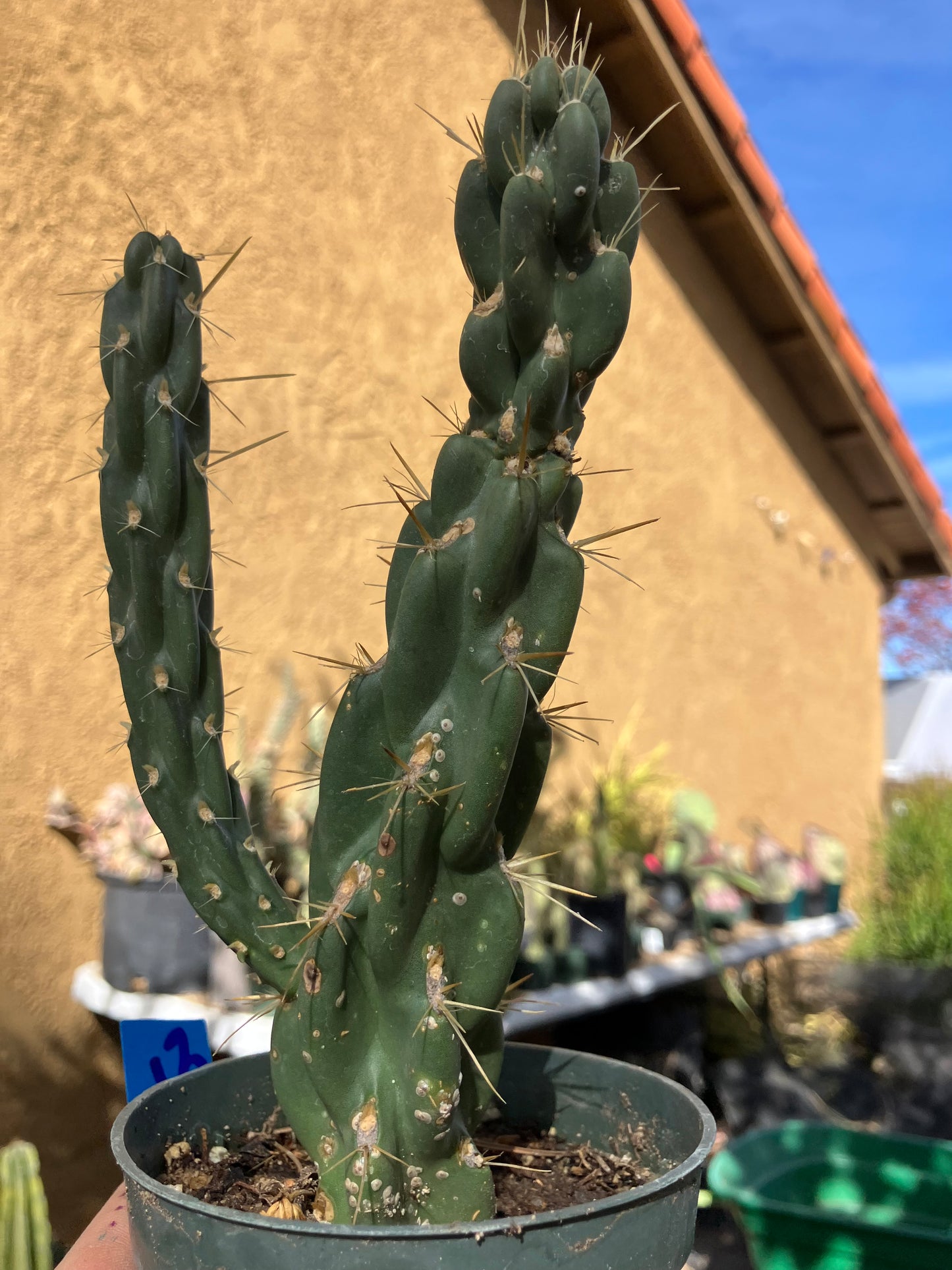 Buckhorn Cholla 7"Tall #13B*