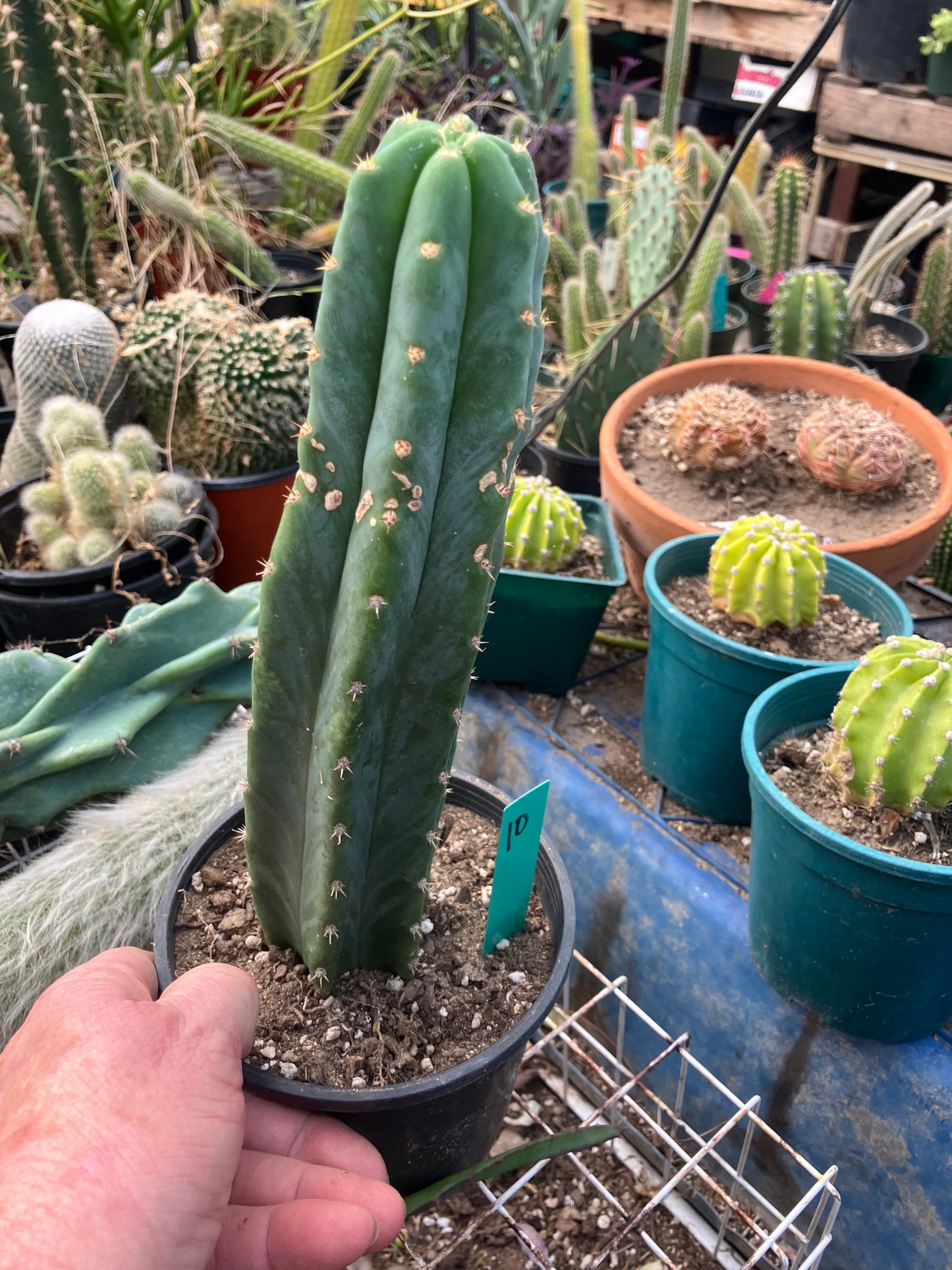 San Pedro Cactus - Trichocereus pachanoi 10" Tall #10G