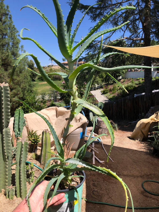Aloe arborescens "Torch Aloe" 6 Year Old Living Plant Well Rooted 26" Tall #506Y