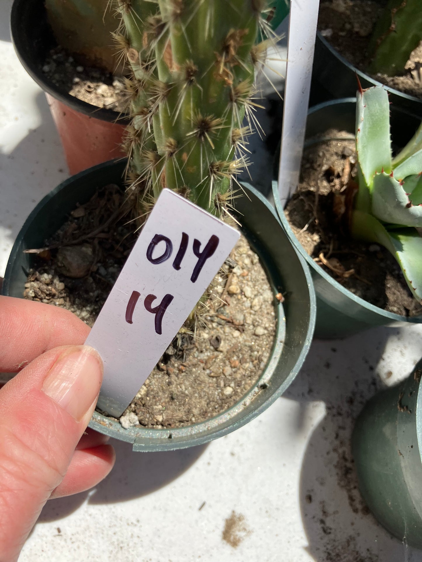 Cholla Cylindropuntia  Buckhorn  Cactus 14”Tall #014W