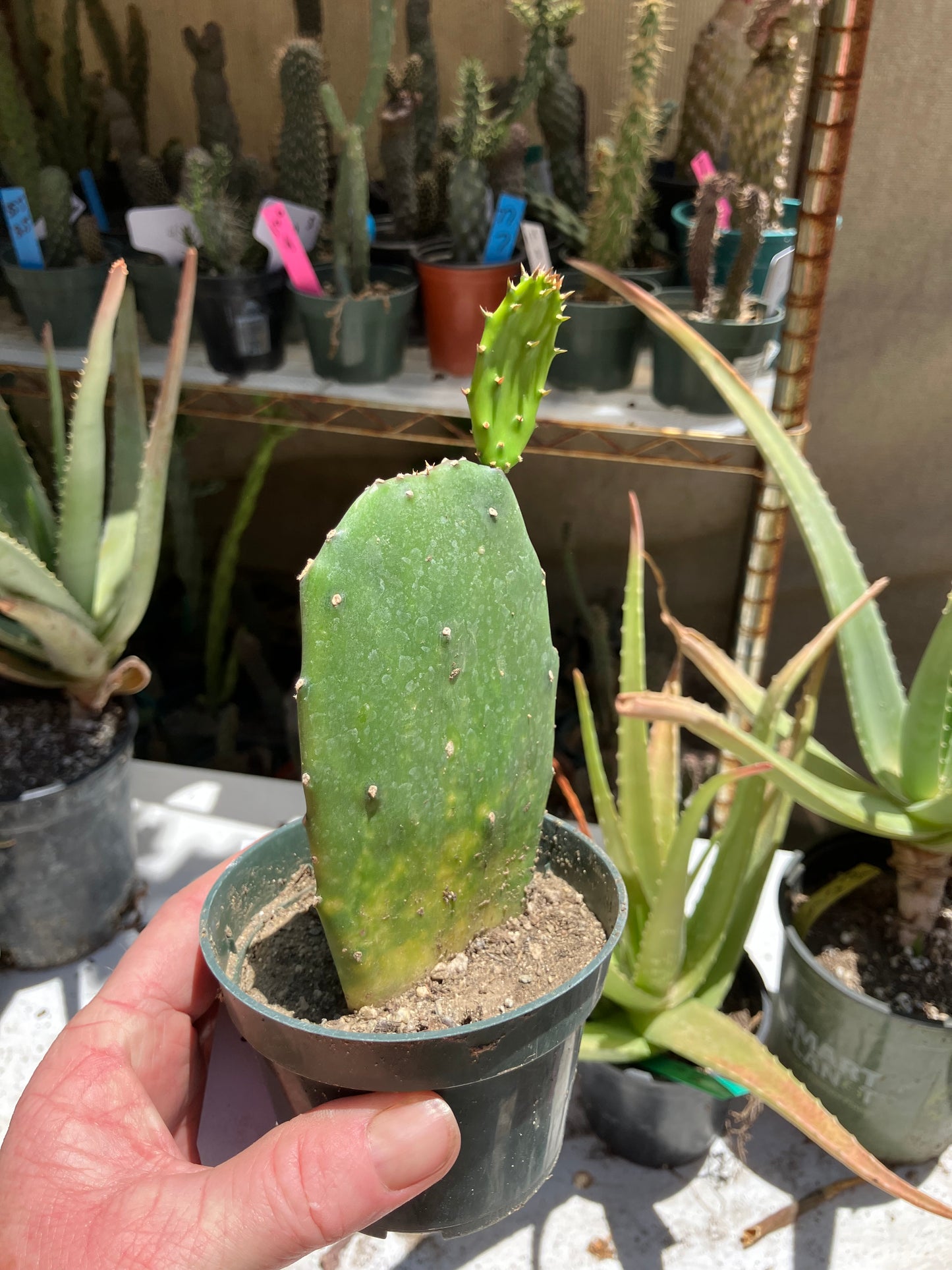 Opuntia Emerald wave Cactus 6”Tall 3" Wide #633W