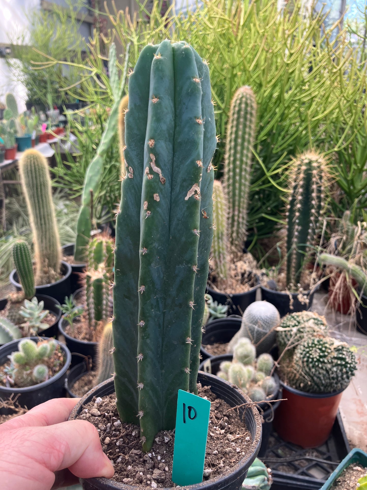 San Pedro Cactus - Trichocereus pachanoi 10" Tall #10G