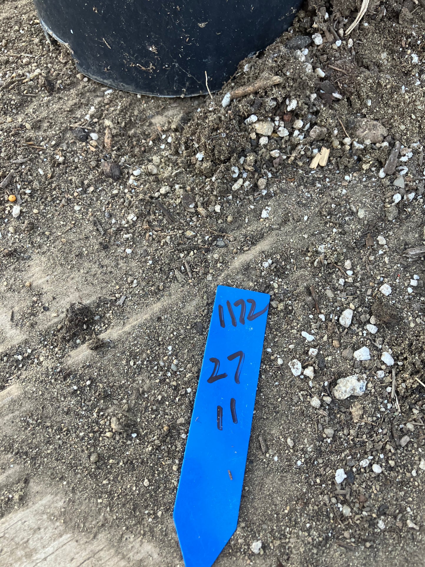 Euphorbia tirucalli Pencil cactus 27"Tall 11"Wide #1172B