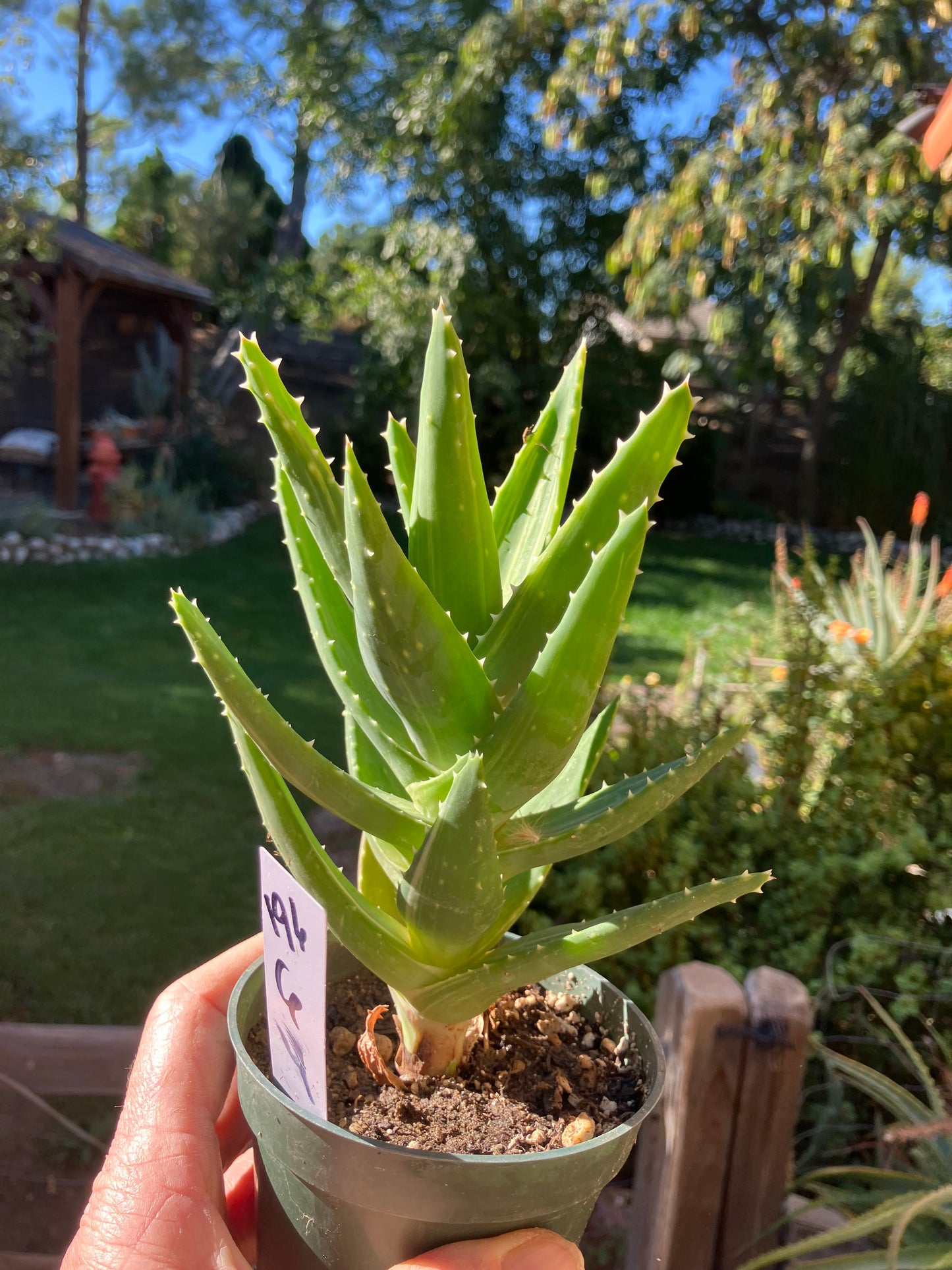 Aloe nobilis  Succulent 6" Tall #196W