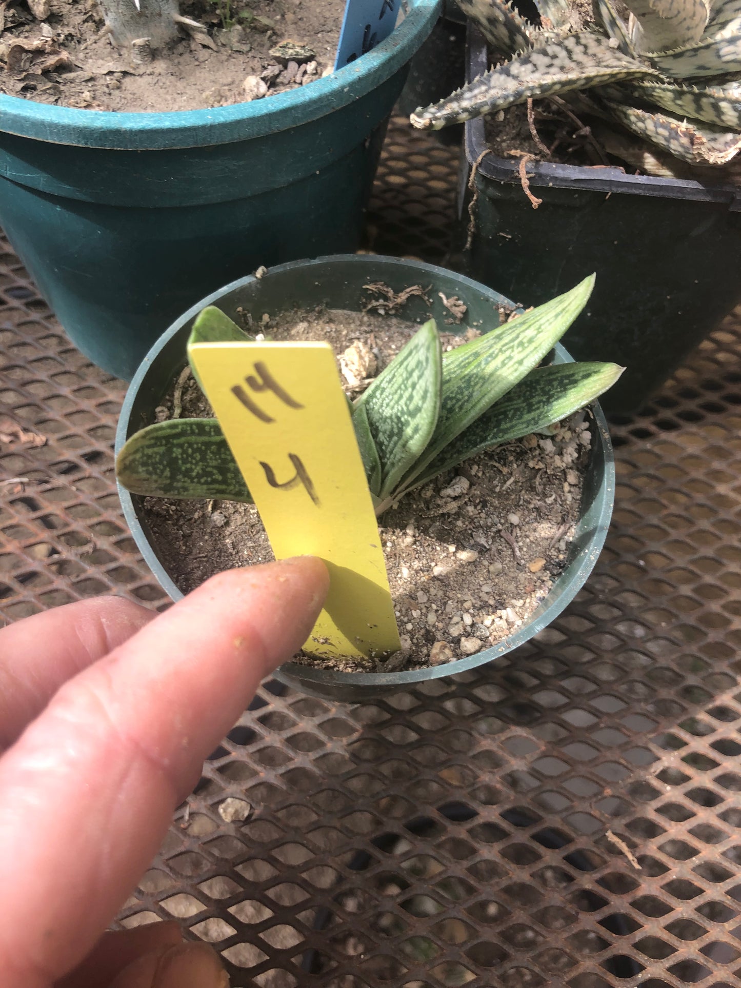 Gasteraloe Succulent Little Warty 4”Wide #14Y