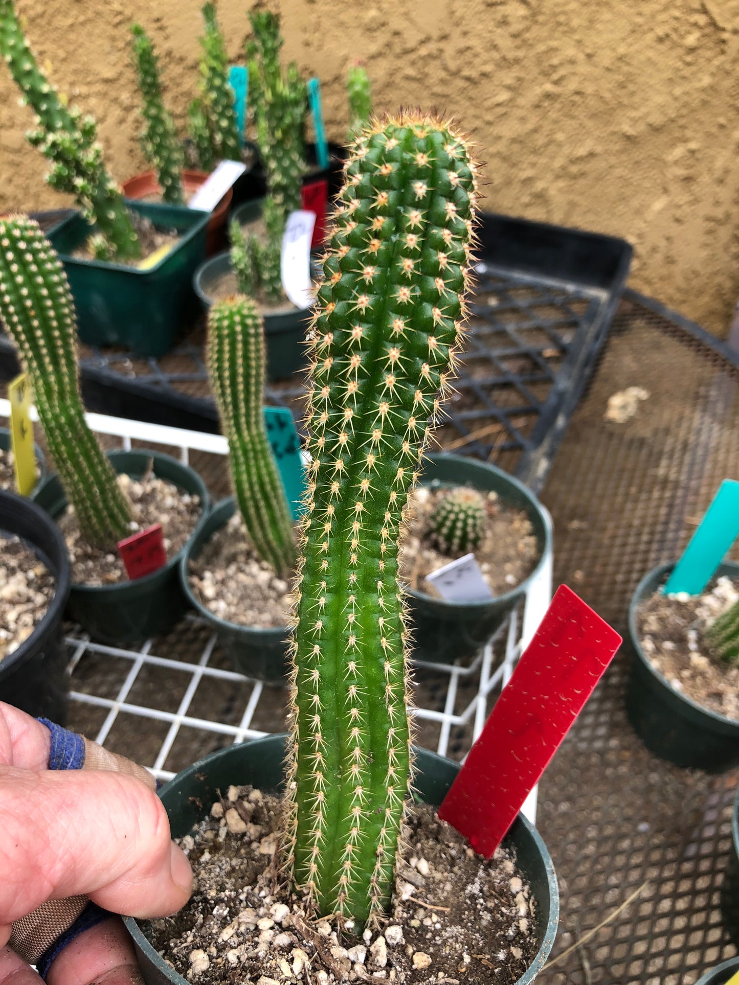 Trichocereus brevispinulosus Indian Comb Cactus 7"Tall #77R