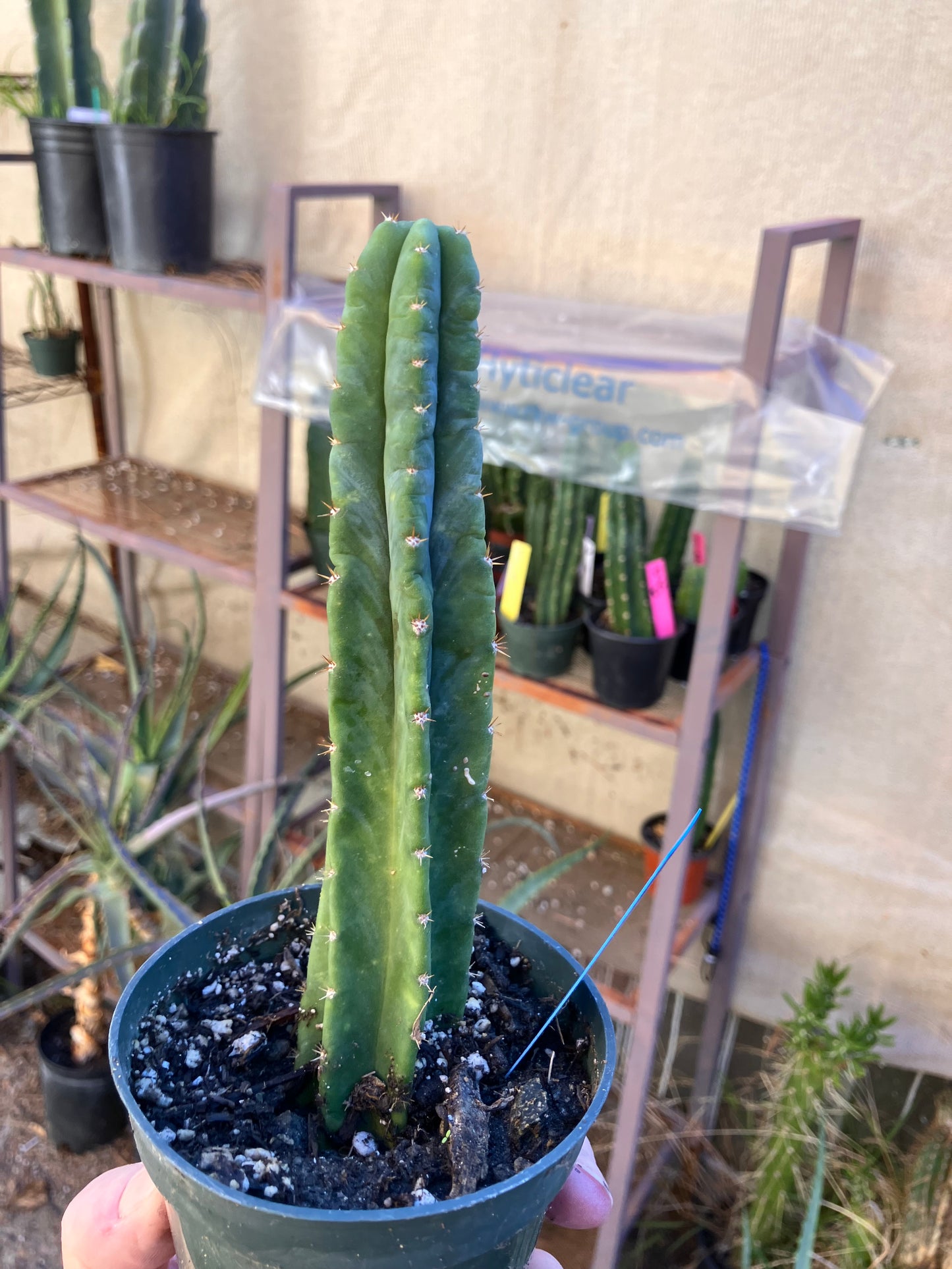 San Pedro Cactus - Trichocereus pachanoi 7"Tall #19B