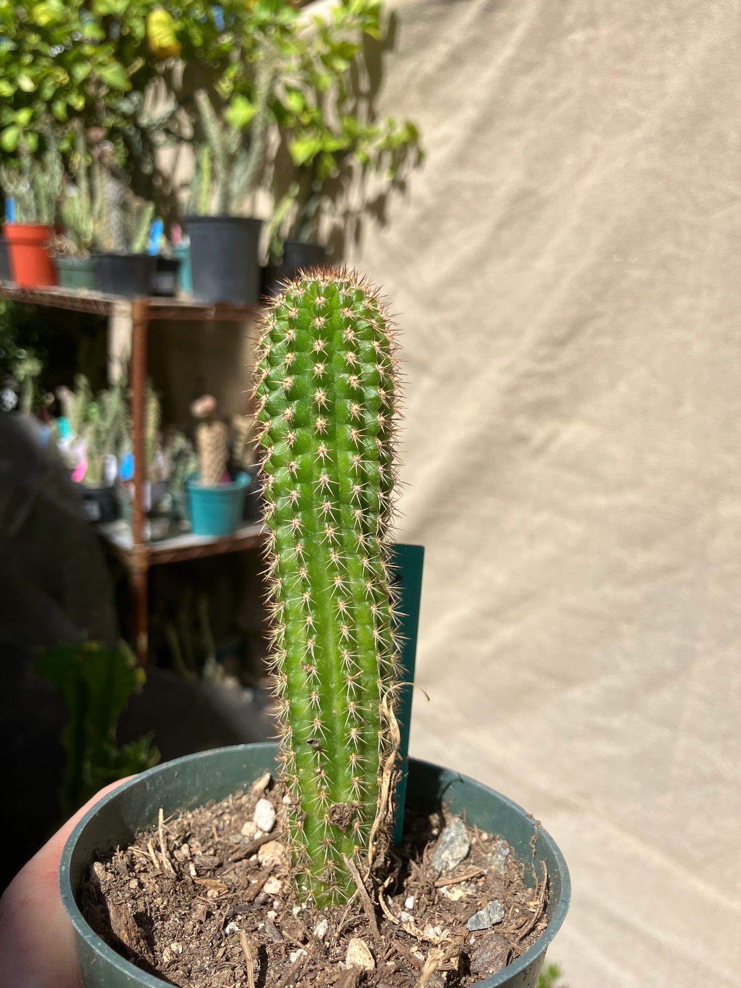 Pachycereus pecten-aboriginum
 Indian Comb Cactus 5"Tall #51G