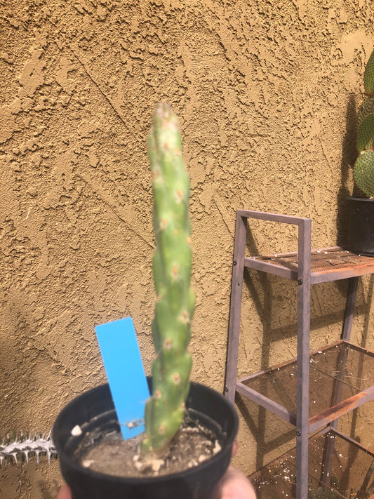 Cholla Cylindropuntia  Buckhorn 6.5" Tall #2B