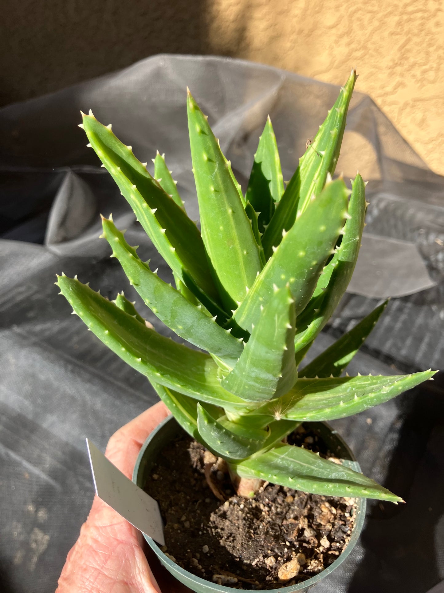 Aloe nobilis  Succulent 6" Tall #196W