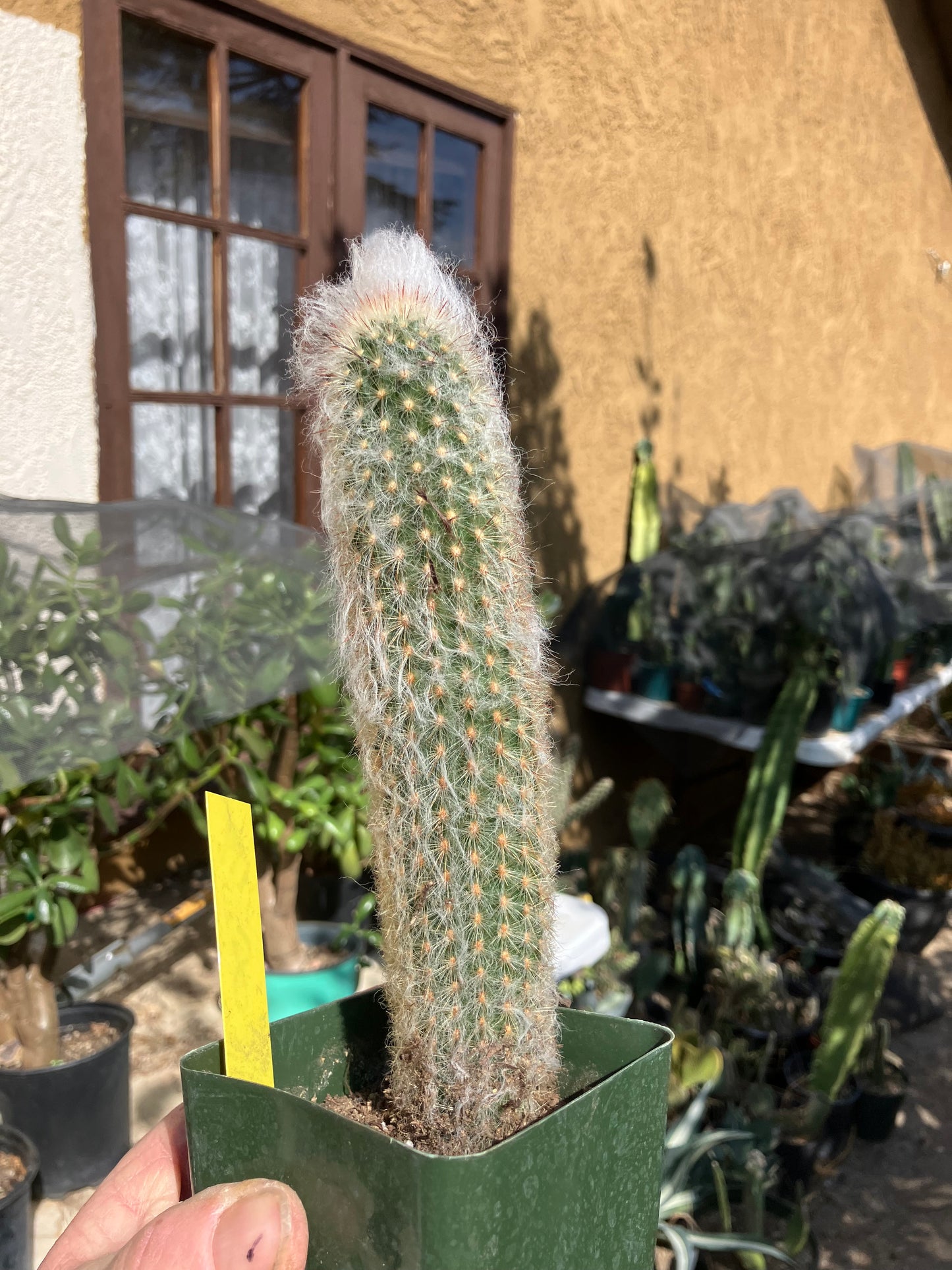 Austrocephalocereus dybowski cabega 8"Tall #119Y Torch