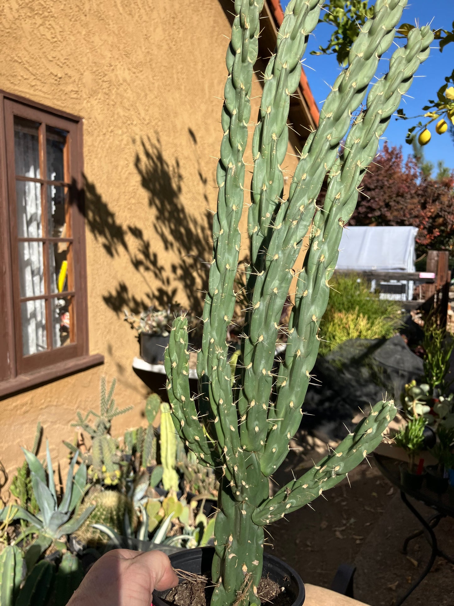 Cholla Cylindropuntia Imbricata  Buckhorn 23”Tall #023P