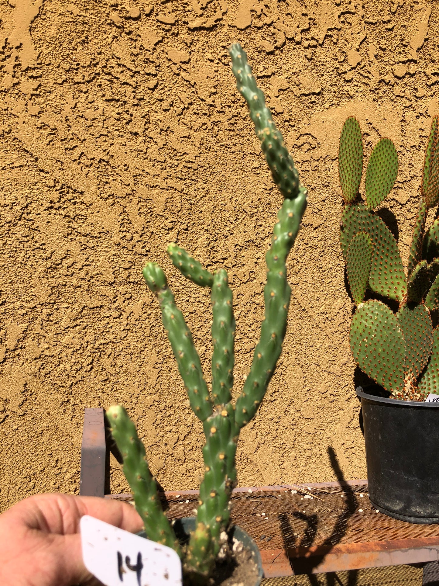 Cholla Cylindropuntia  Buckhorn Cactus 14”Tall #14W