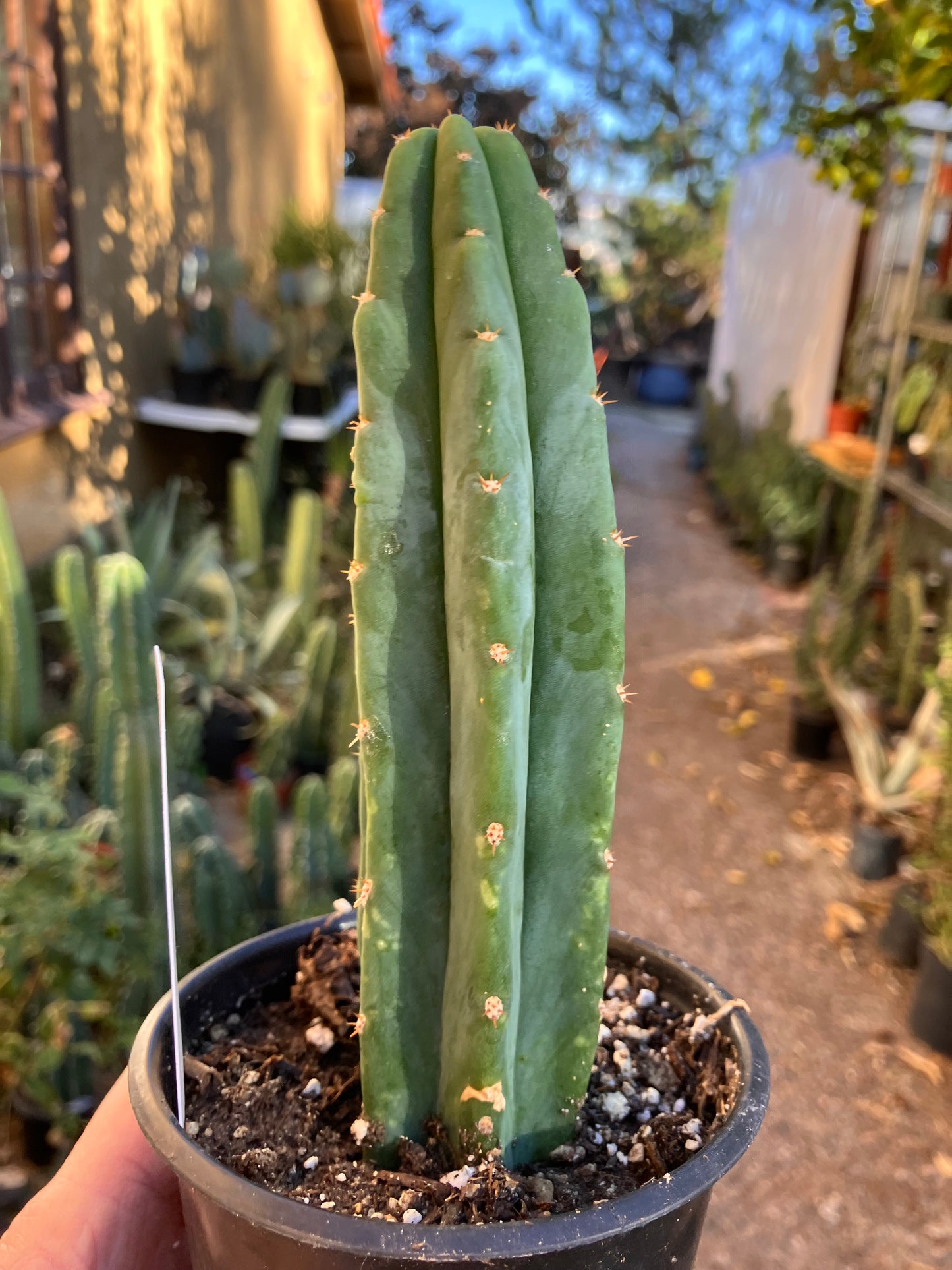 San Pedro Cactus - Trichocereus pachanoi 6"Tall #6W