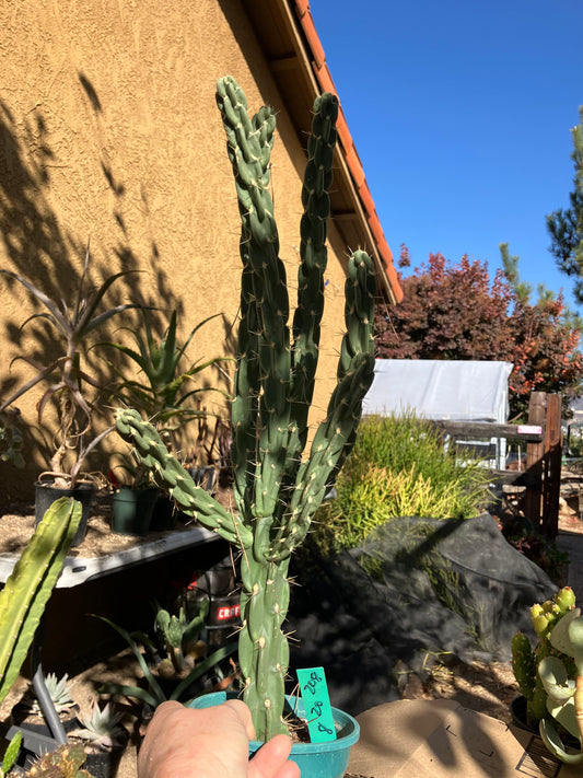 Cholla Cylindropuntia Imbricata  Buckhorn 20”Tall #208G