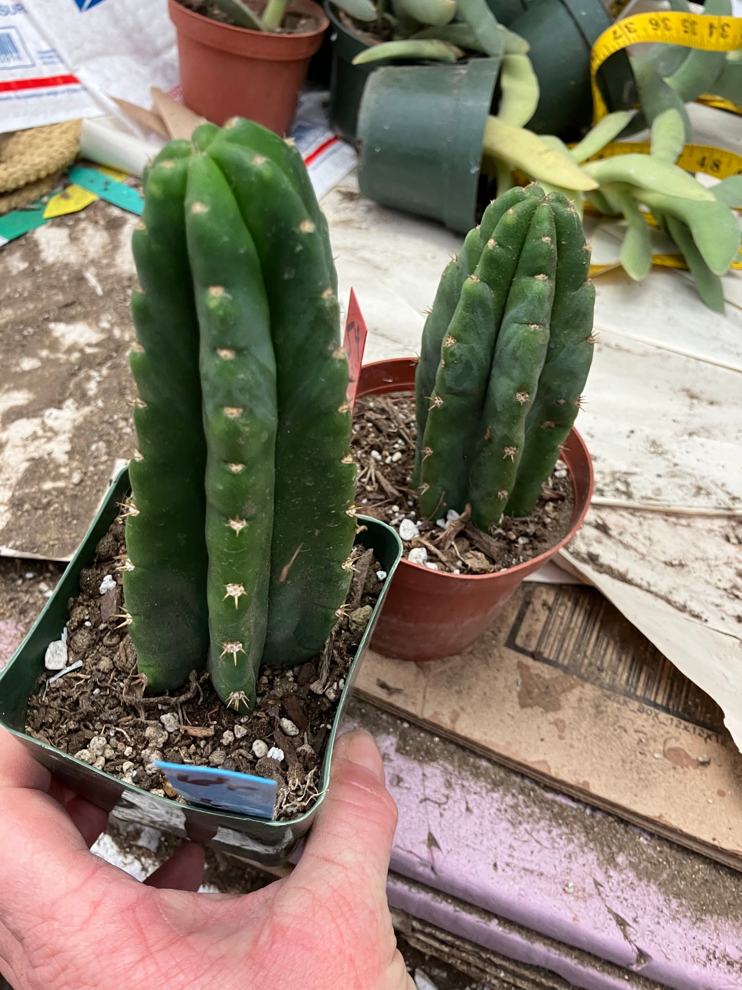 San Pedro Cactus  Trichocereus pachanoi 6"Tall #66B