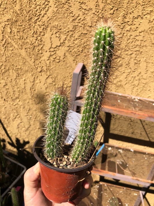 Echinocereus pensilis Snake Cactus Plant 8"Tall #80W