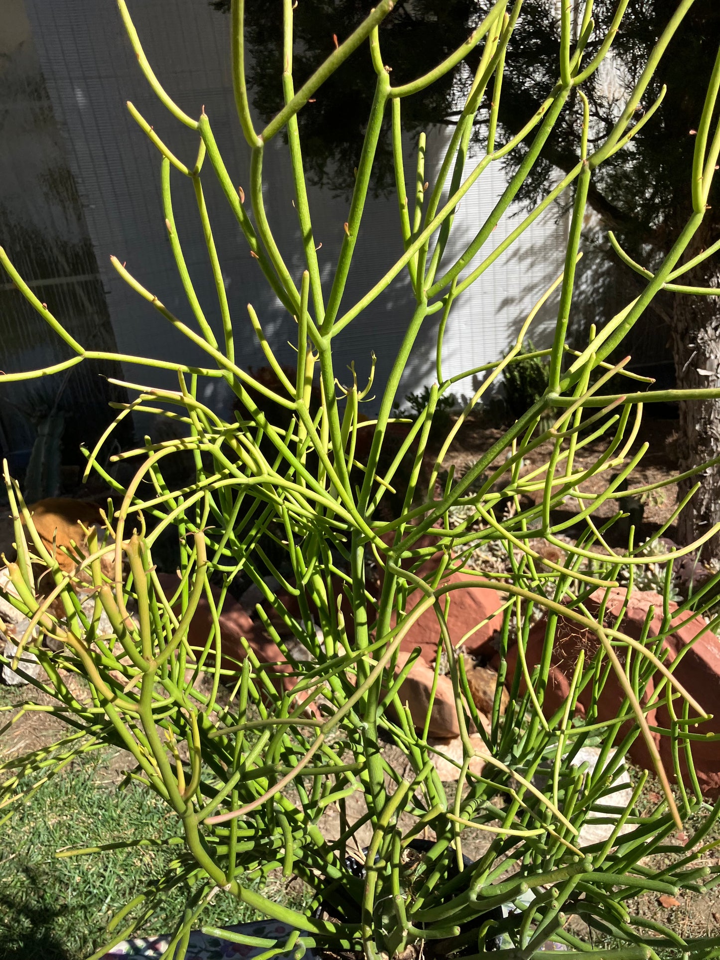 Euphorbia tirucalli Pencil Cactus/Succulent 40"Tall 27"Wide #25B