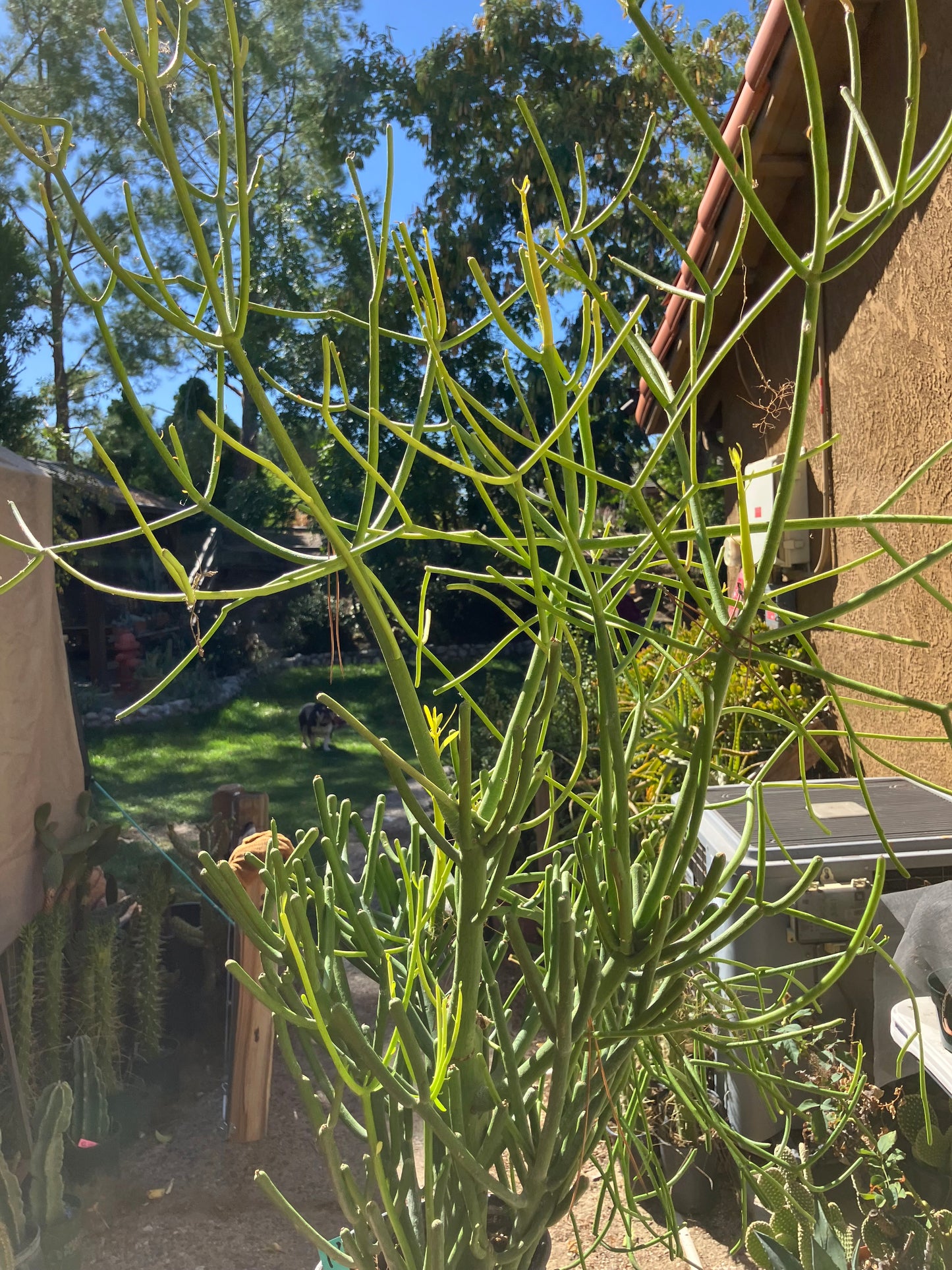 Euphorbia tirucalli Pencil Cactus/Succulent 39"Tall 23"Wide #10G