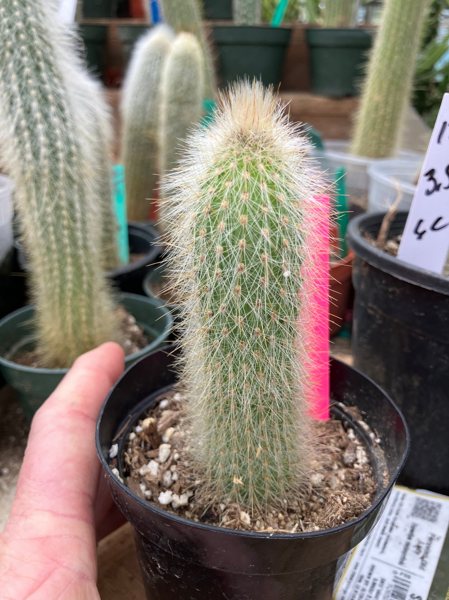 Cleistocactus tupizensis Silver Pole/Torch Cactus 3.5”Tall #53P