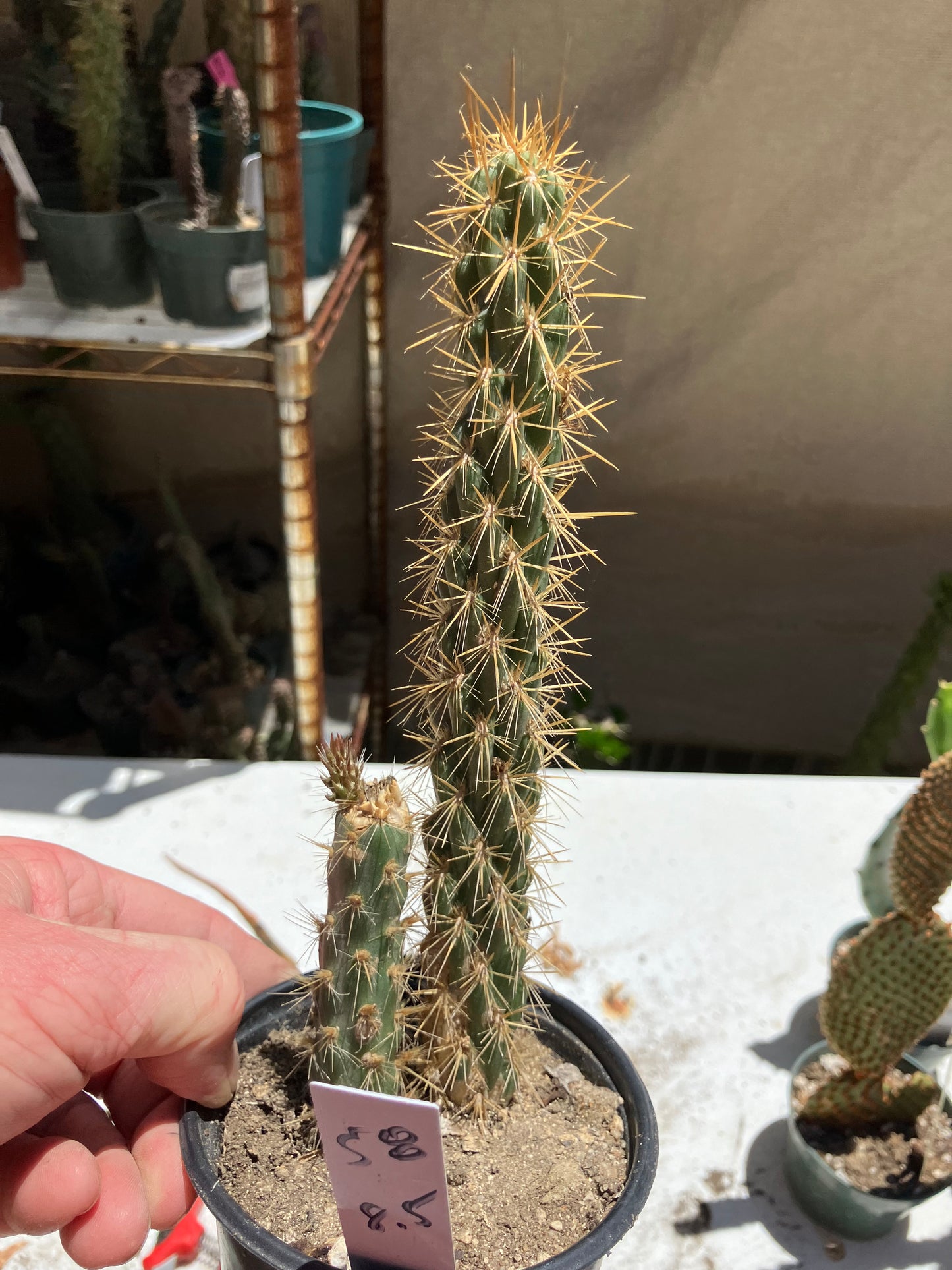 Cholla Cylindropuntia  Buckhorn  Cactus 8.5”Tall #58W