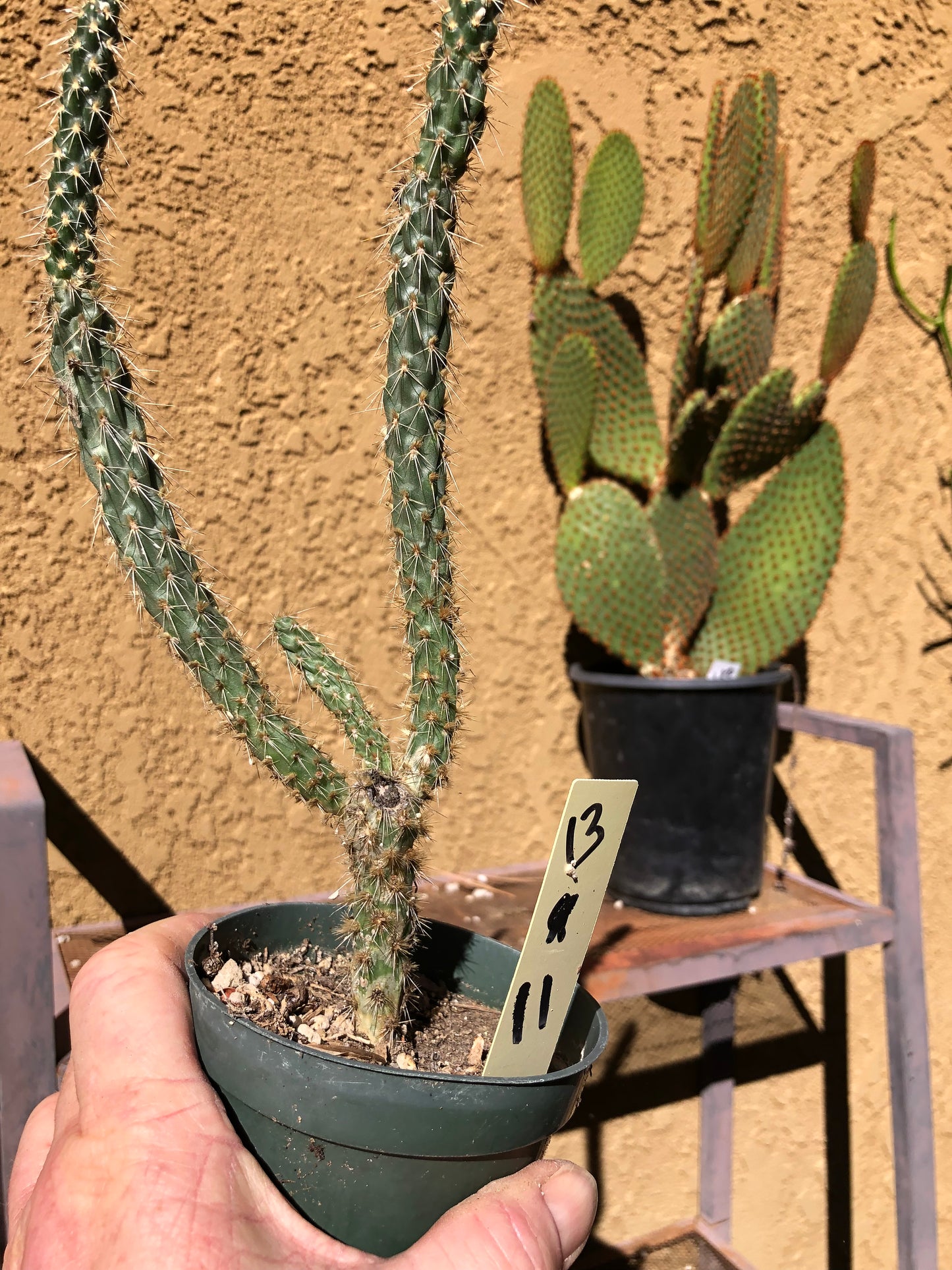Cholla Cylindropuntia  Buckhorn Cactus 11”Tall #13Y