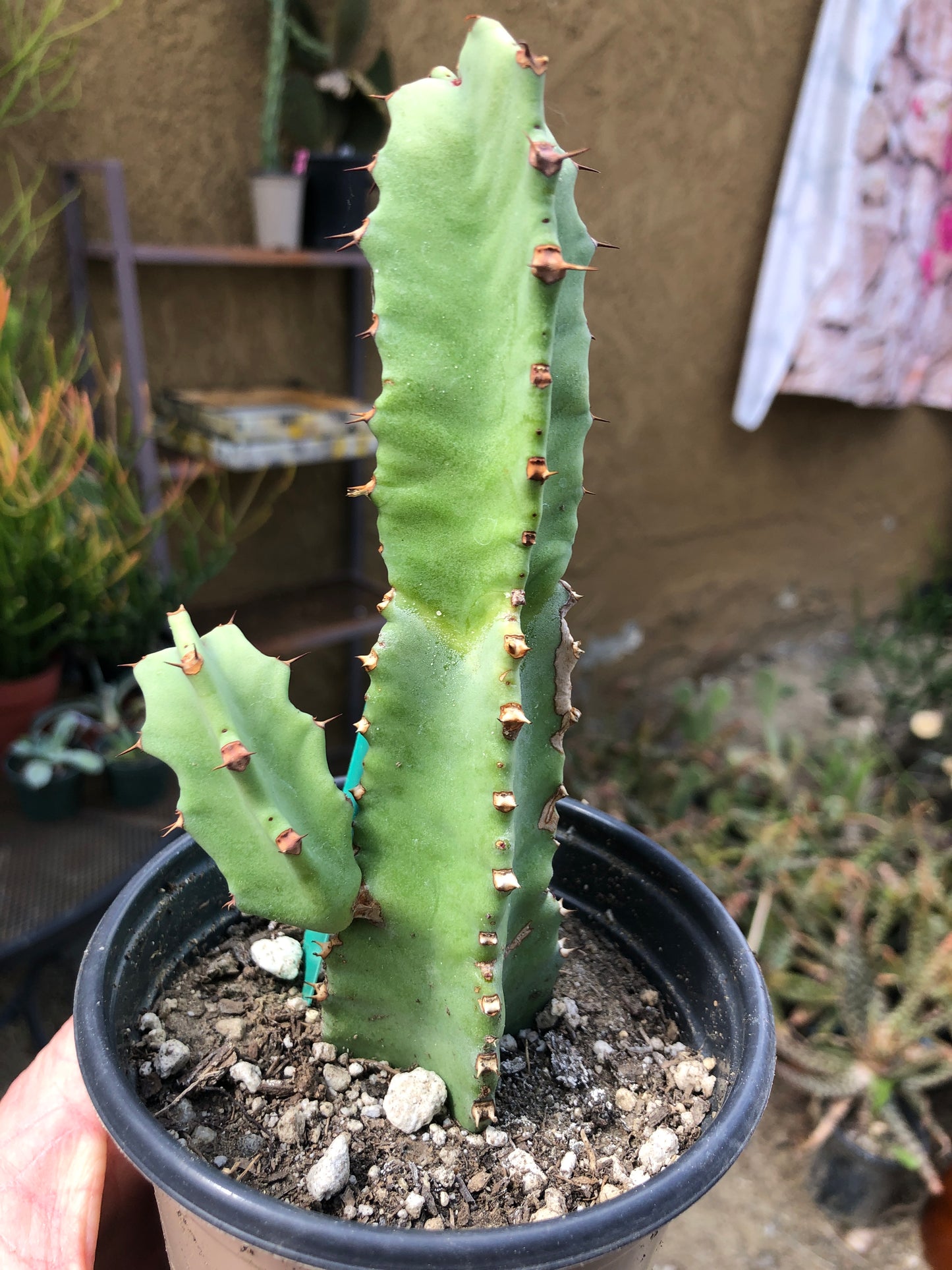 Euphorbia resinifera Moroccan Mound 6"Tall #12G