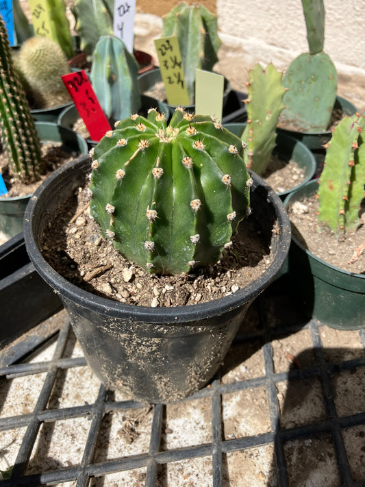 Echinopsis oxygona White Easter Lily 2" Diameter #12B