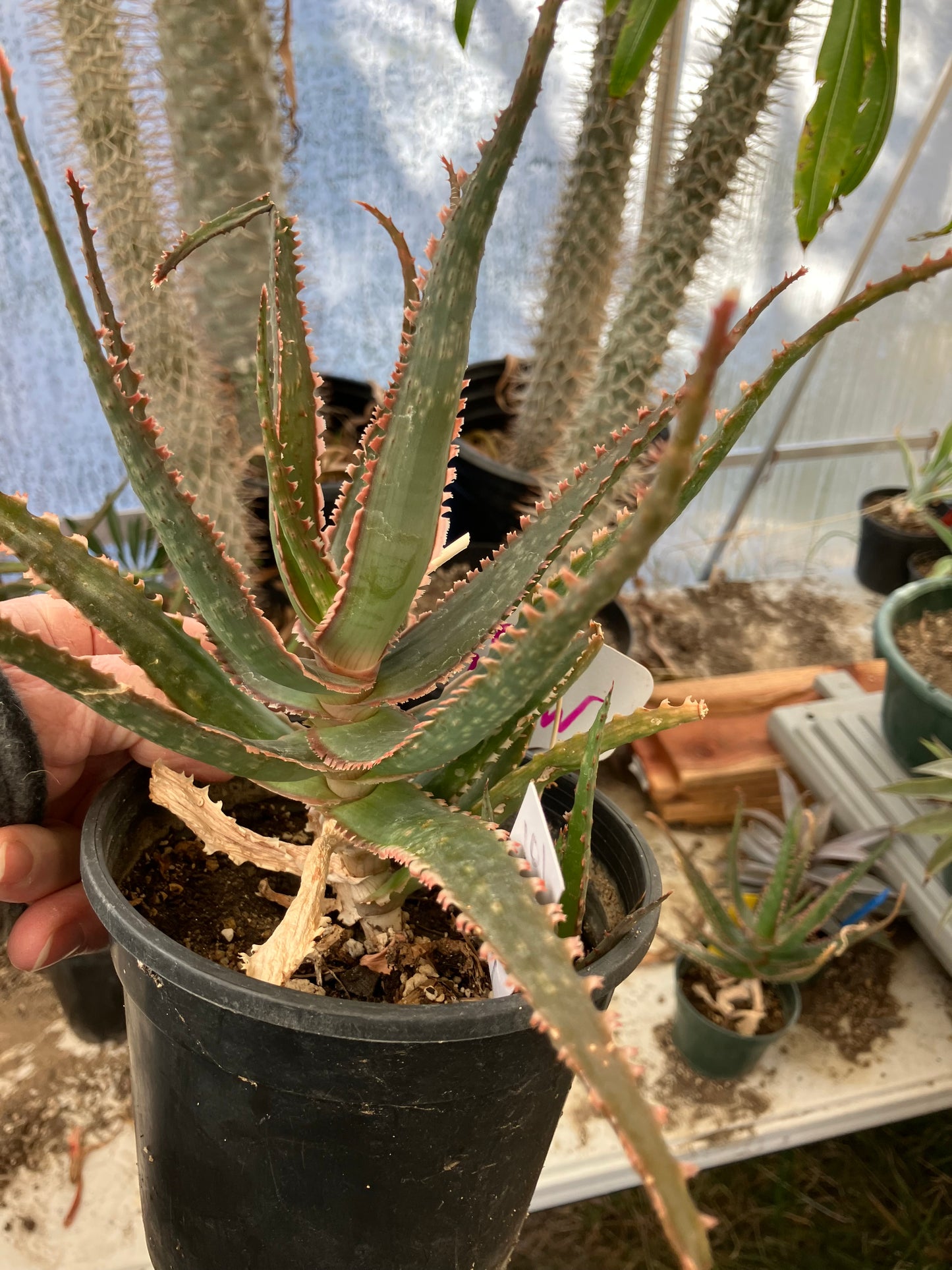 Aloe  Swordfish Succulent 7" Wide #093W