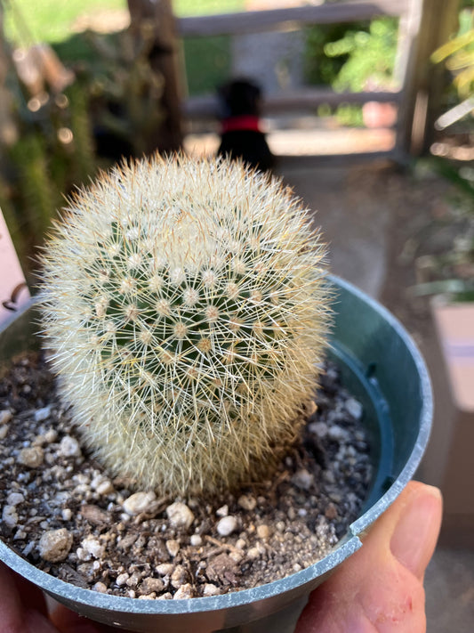 Notocactus Parodia scopa Silver Ball/Snowball Cactus 2.5" Tall #52W