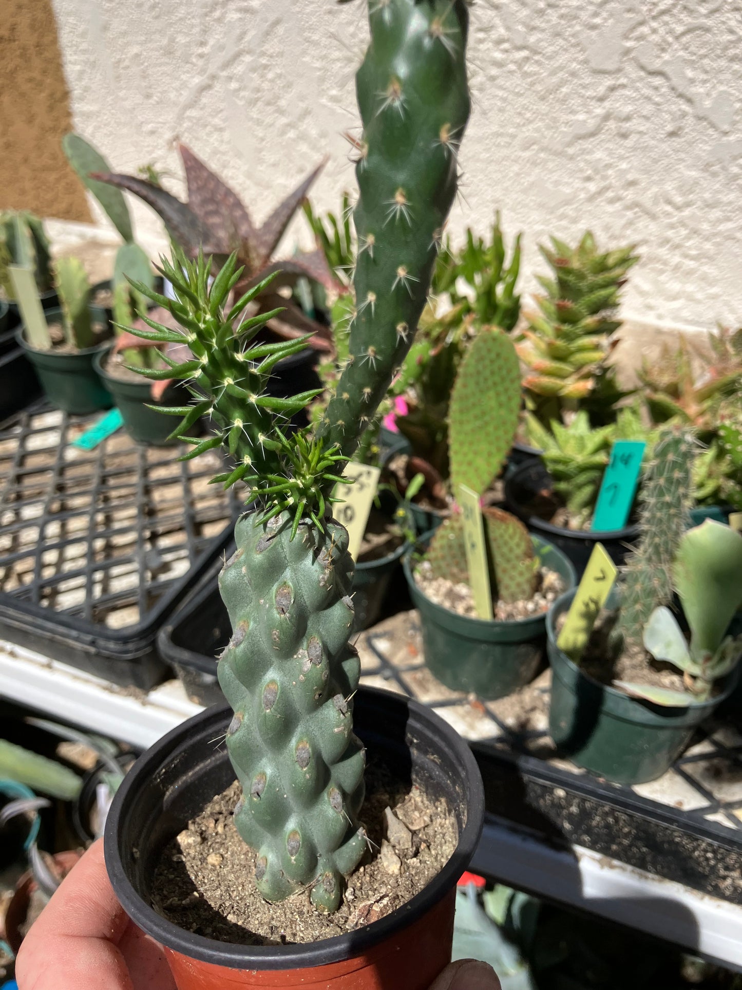 Cholla Cylindropuntia  Buckhorn 7”Tall #77B