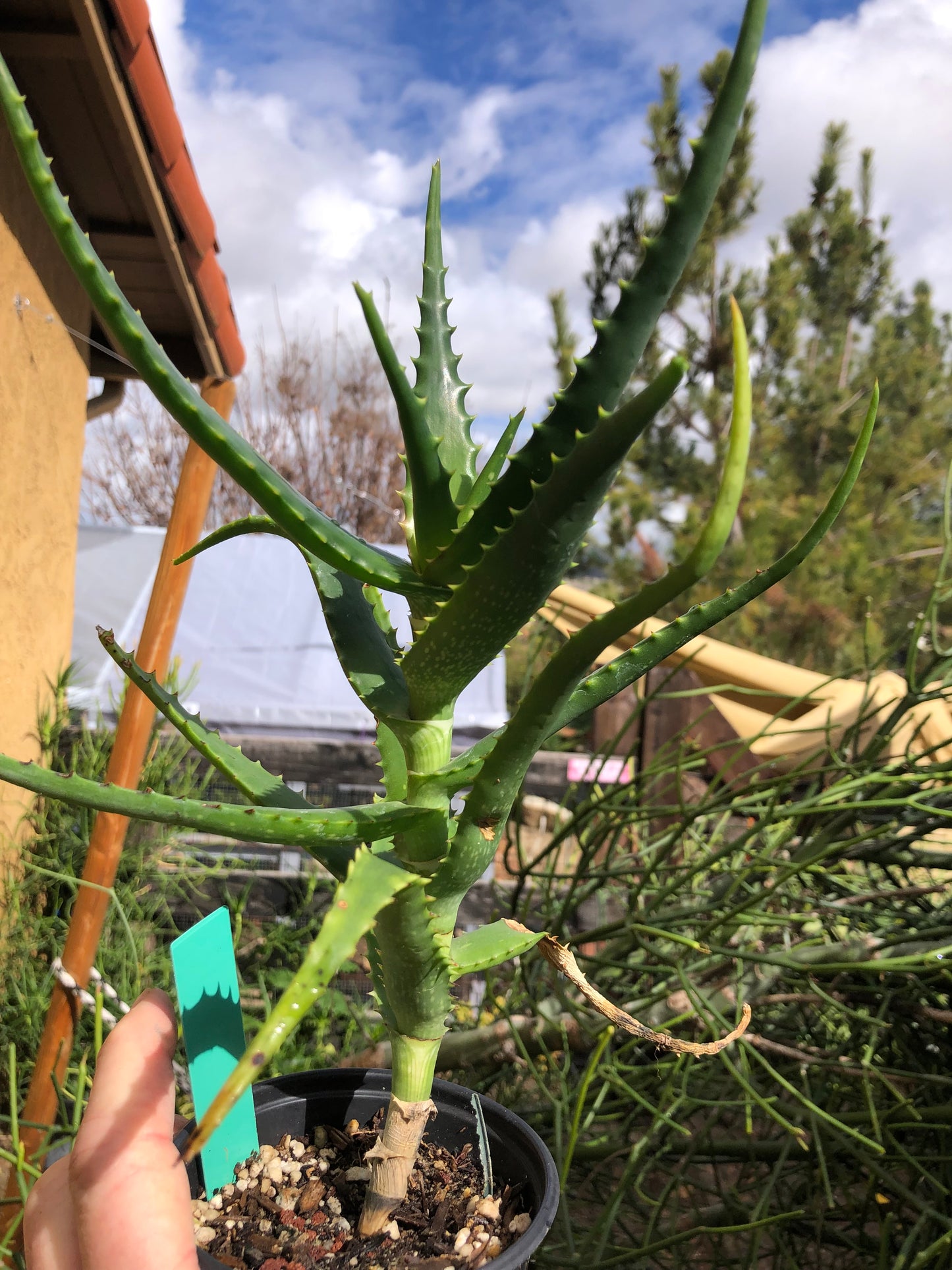 Aloe congolensis Congo Hybrid Succulent 10”Tall #92G
