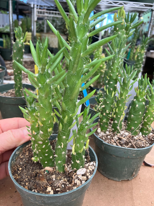 Austrocylindropuntia Cactus Gumbi Mini Eve's Needle 7"Tall #70W