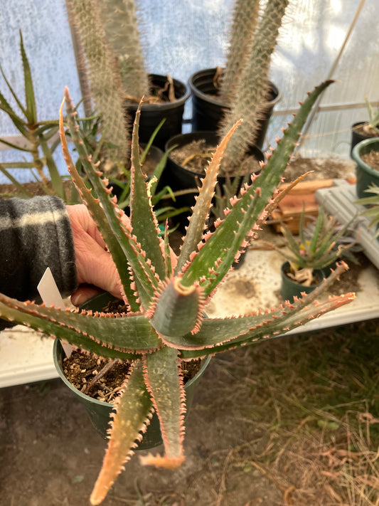 Aloe  Swordfish Succulent 8" Wide #103P